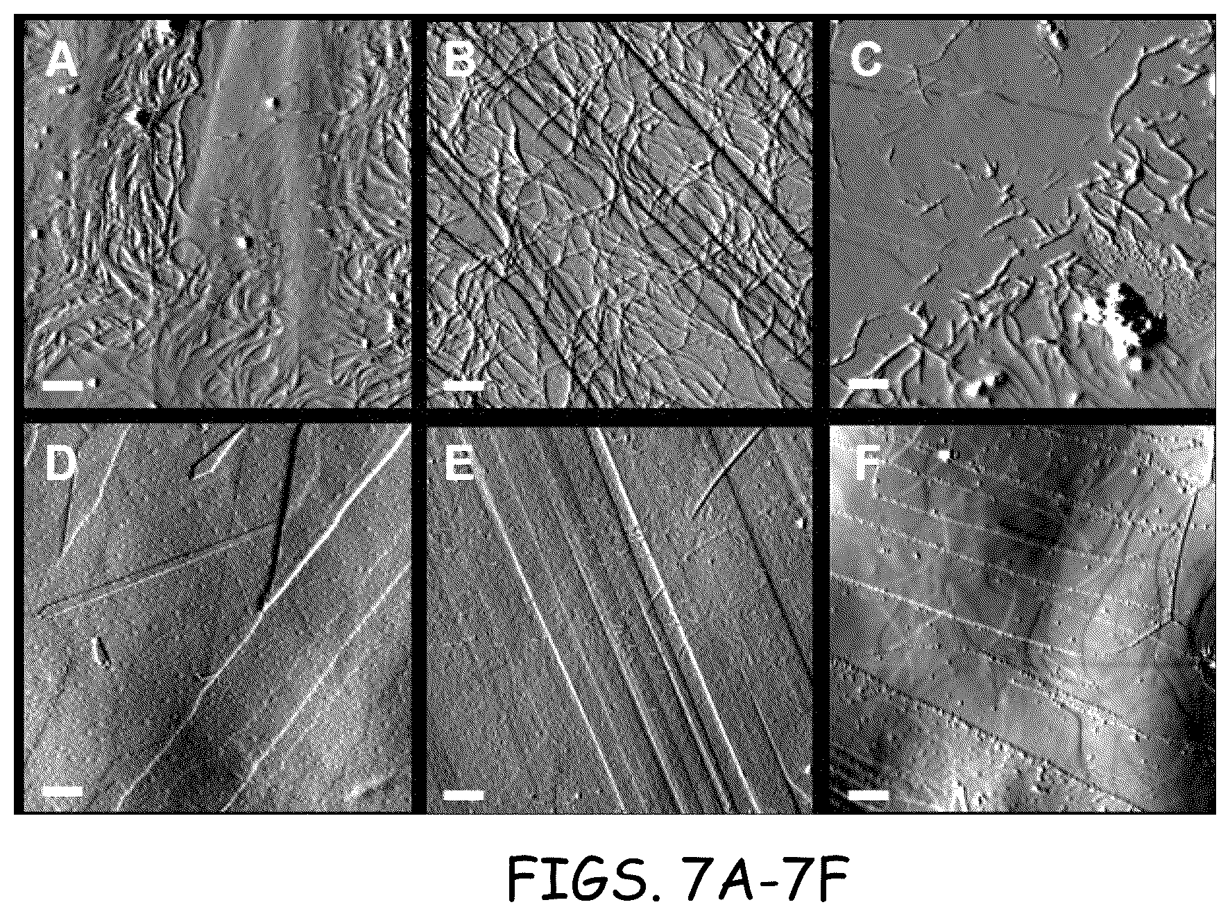 Patent US12378290 Figure 7 – Method for protein nanowire synthesis and tunable control of nanowire length