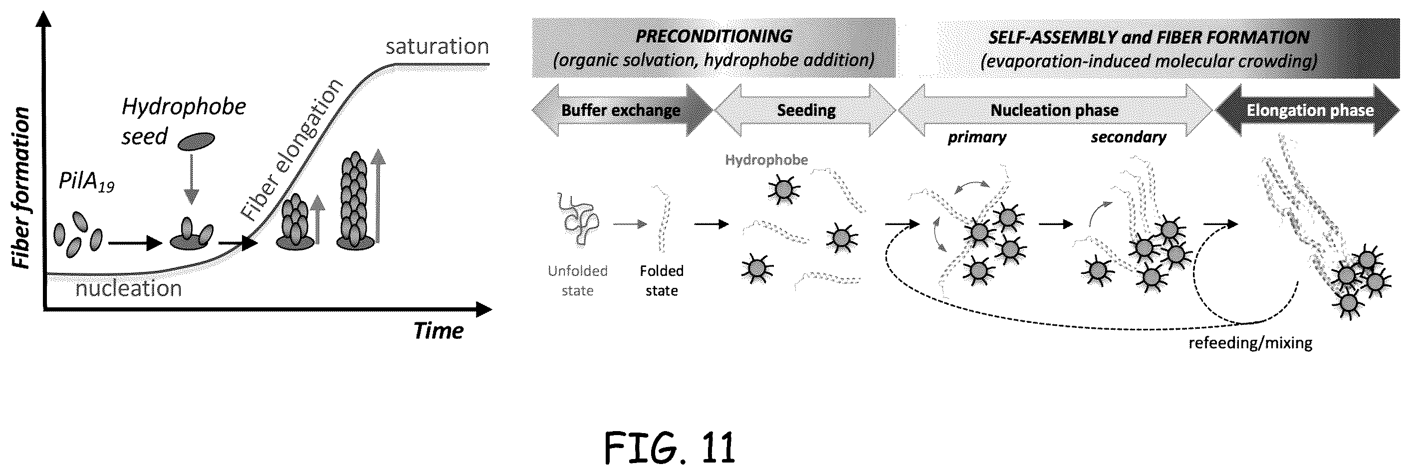 Patent US12378290 Figure 11 – Method for protein nanowire synthesis and tunable control of nanowire length