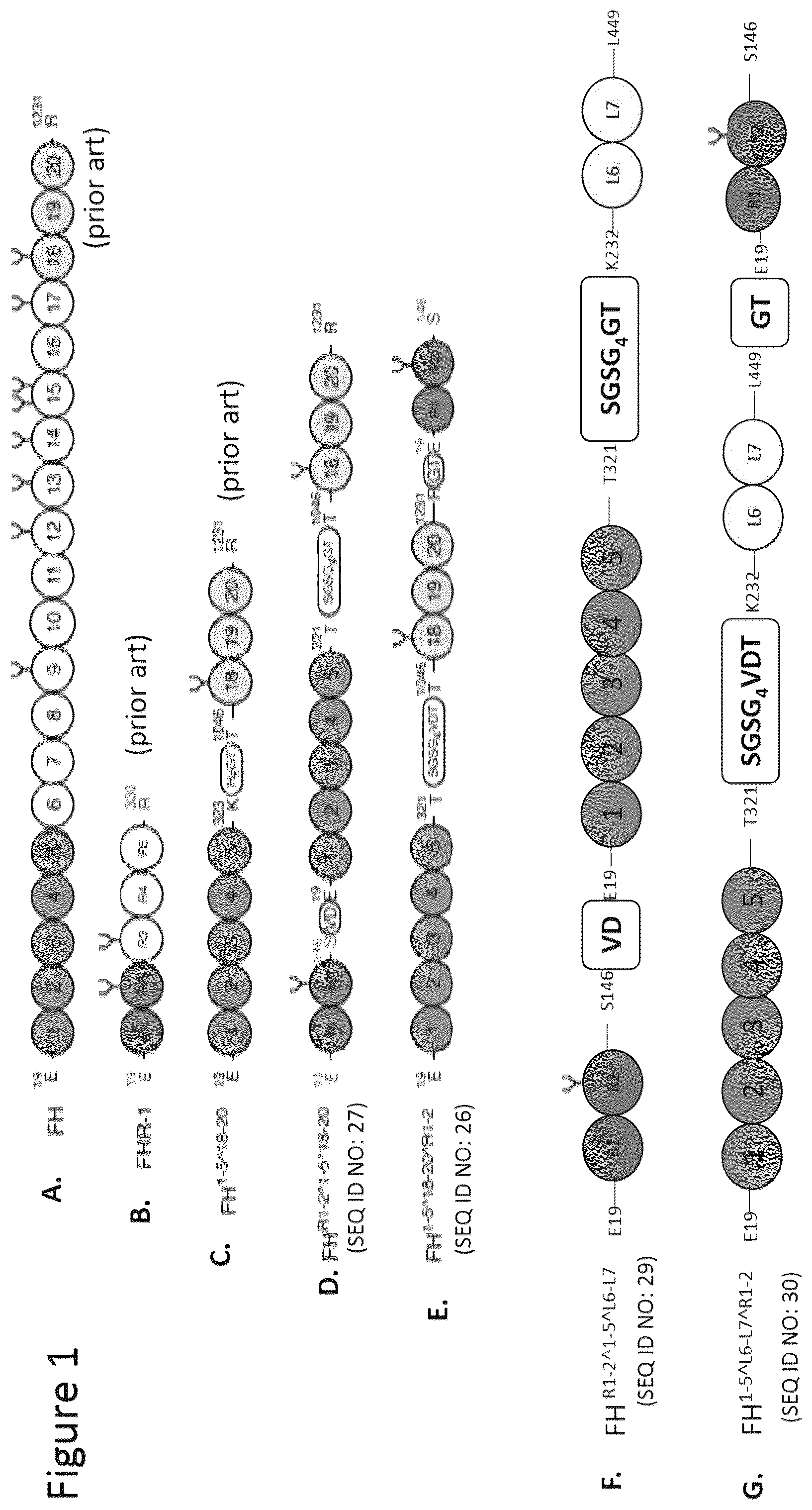 Patent US12378292 Figure 1 – Modified complement proteins and uses thereof
