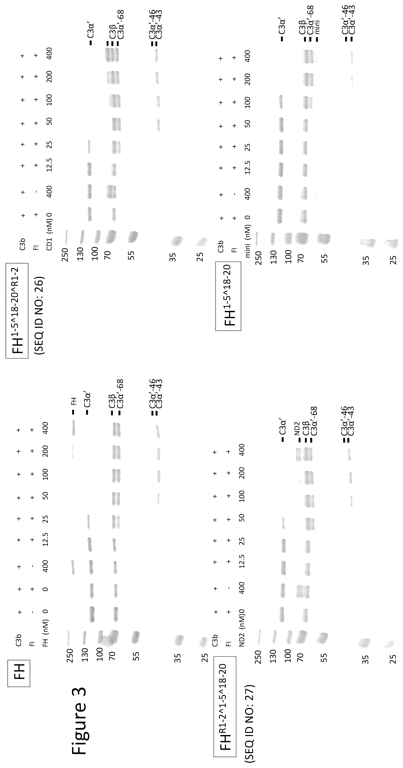 Patent US12378292 Figure 3 – Modified complement proteins and uses thereof