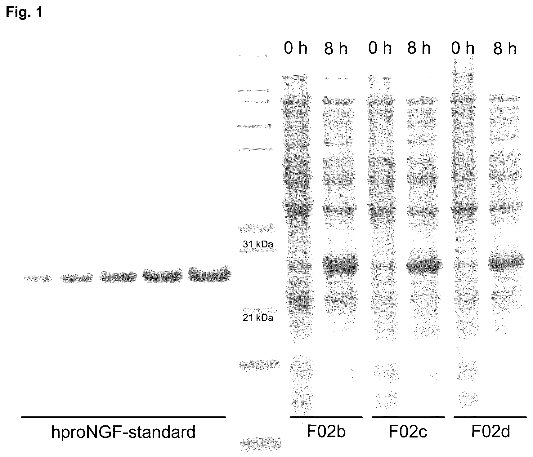 Patent US12378293 Figure 1 – Production of nerve growth factor (NGF) and of muteins thereof