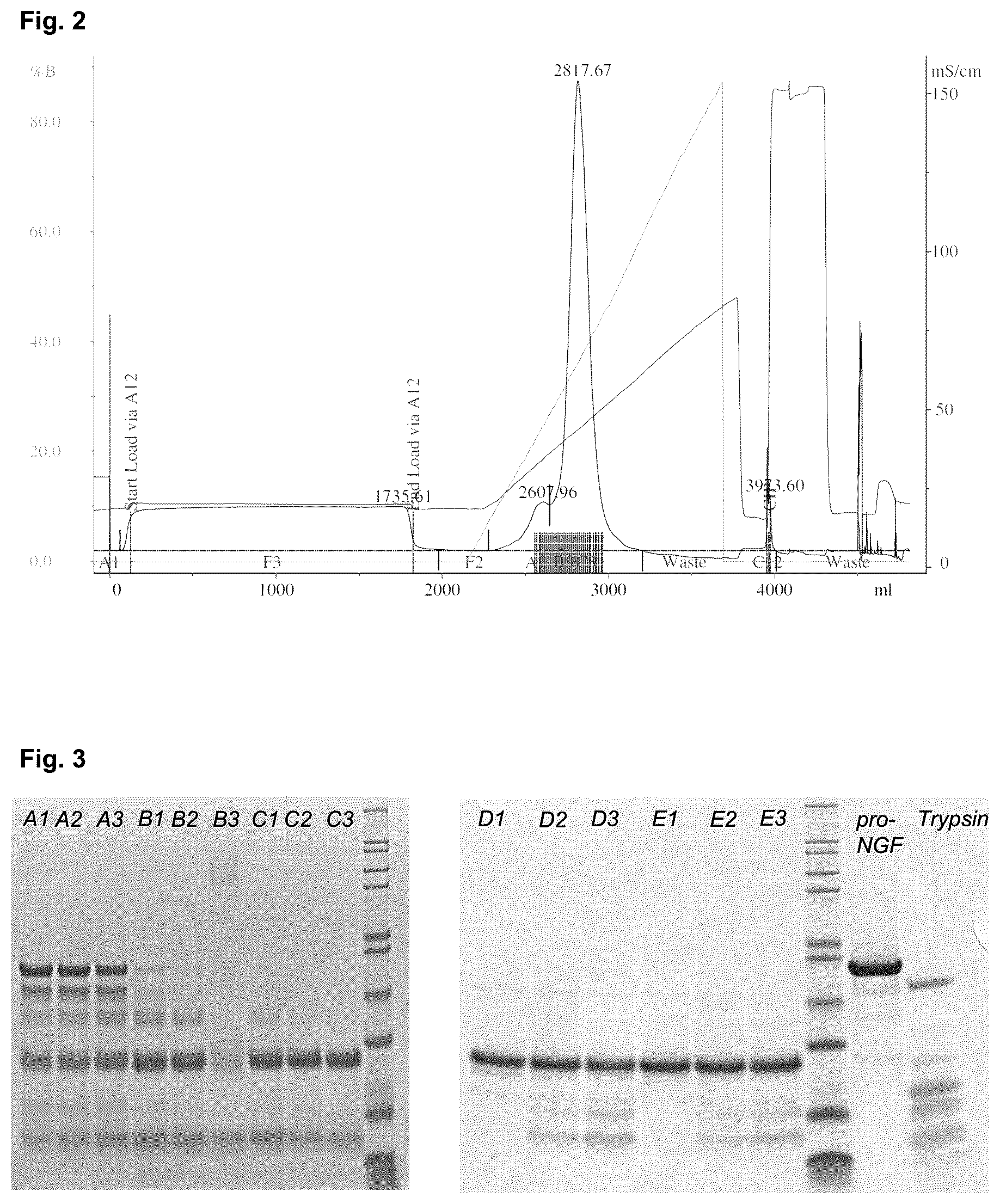 Patent US12378293 Figure 2 – Production of nerve growth factor (NGF) and of muteins thereof