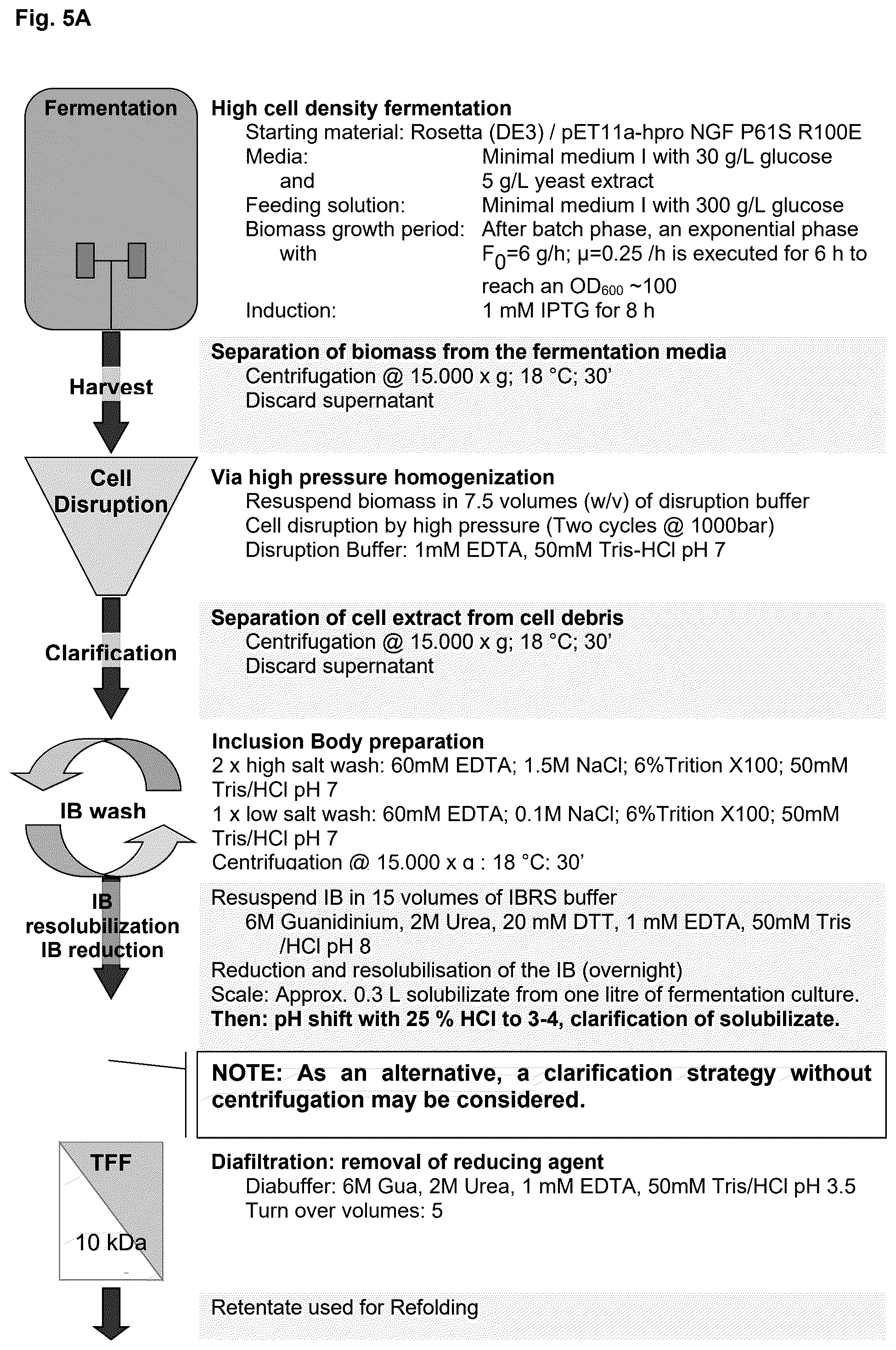 Patent US12378293 Figure 5 – Production of nerve growth factor (NGF) and of muteins thereof