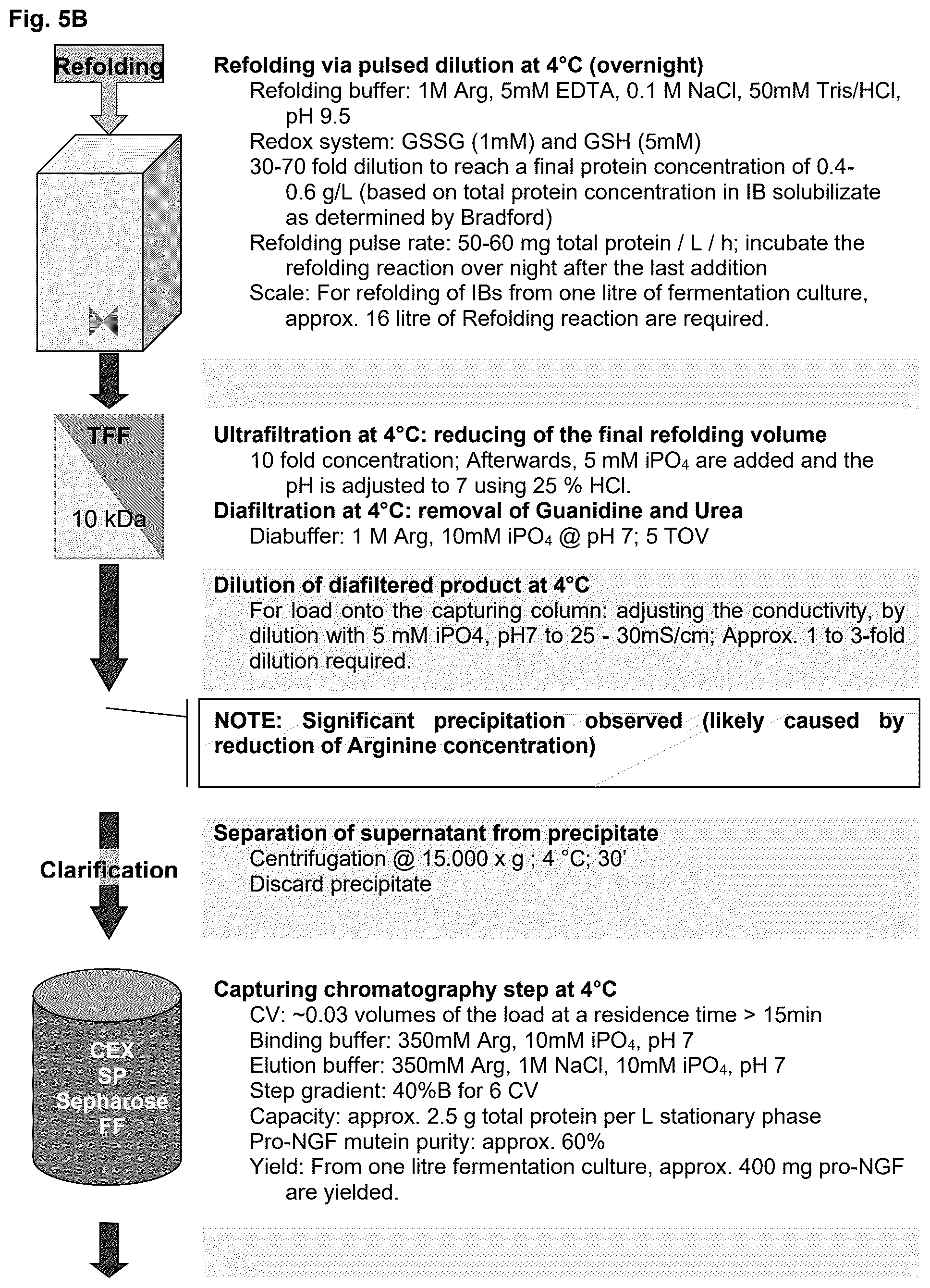 Patent US12378293 Figure 6 – Production of nerve growth factor (NGF) and of muteins thereof