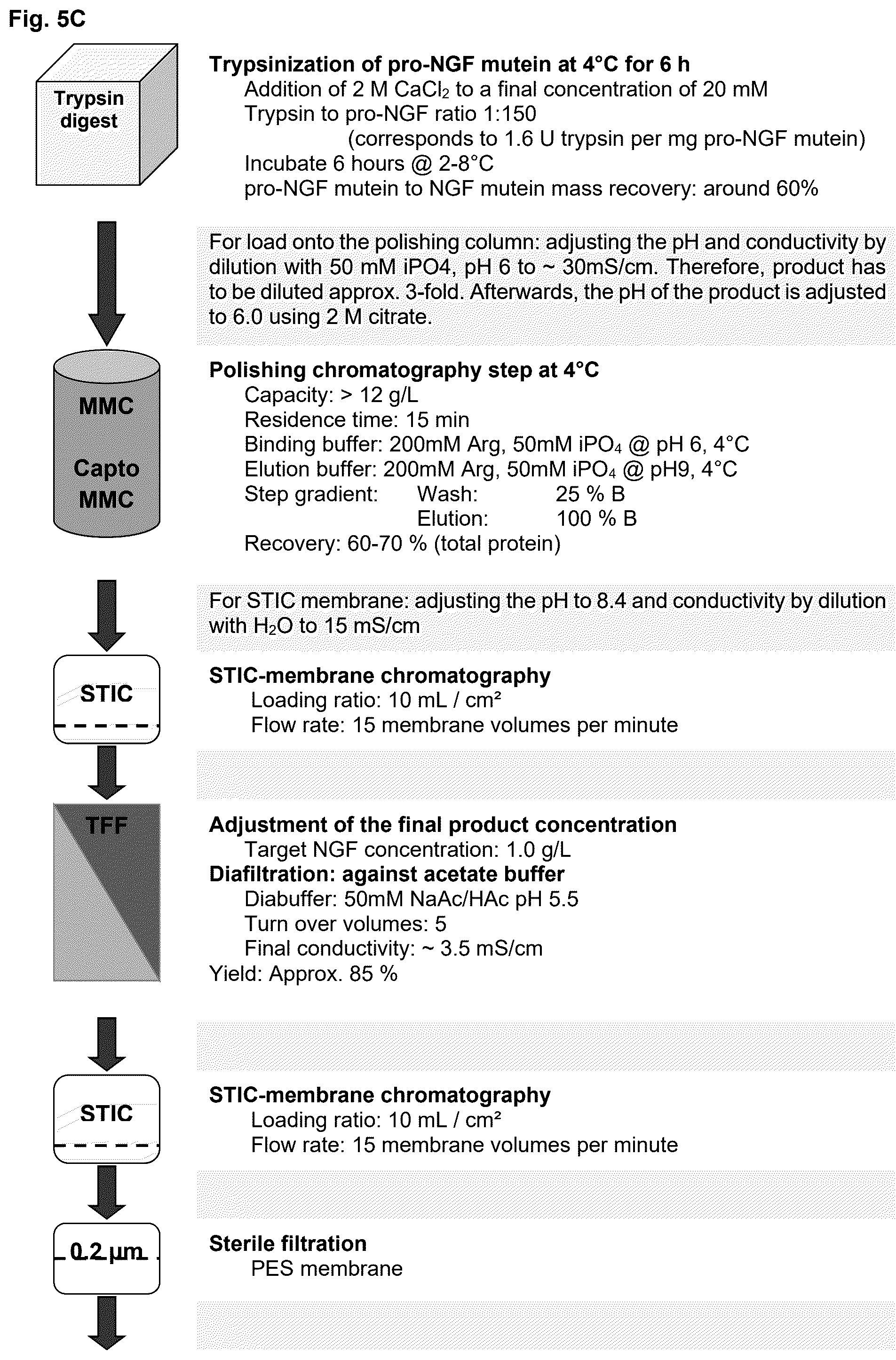 Patent US12378293 Figure 7 – Production of nerve growth factor (NGF) and of muteins thereof