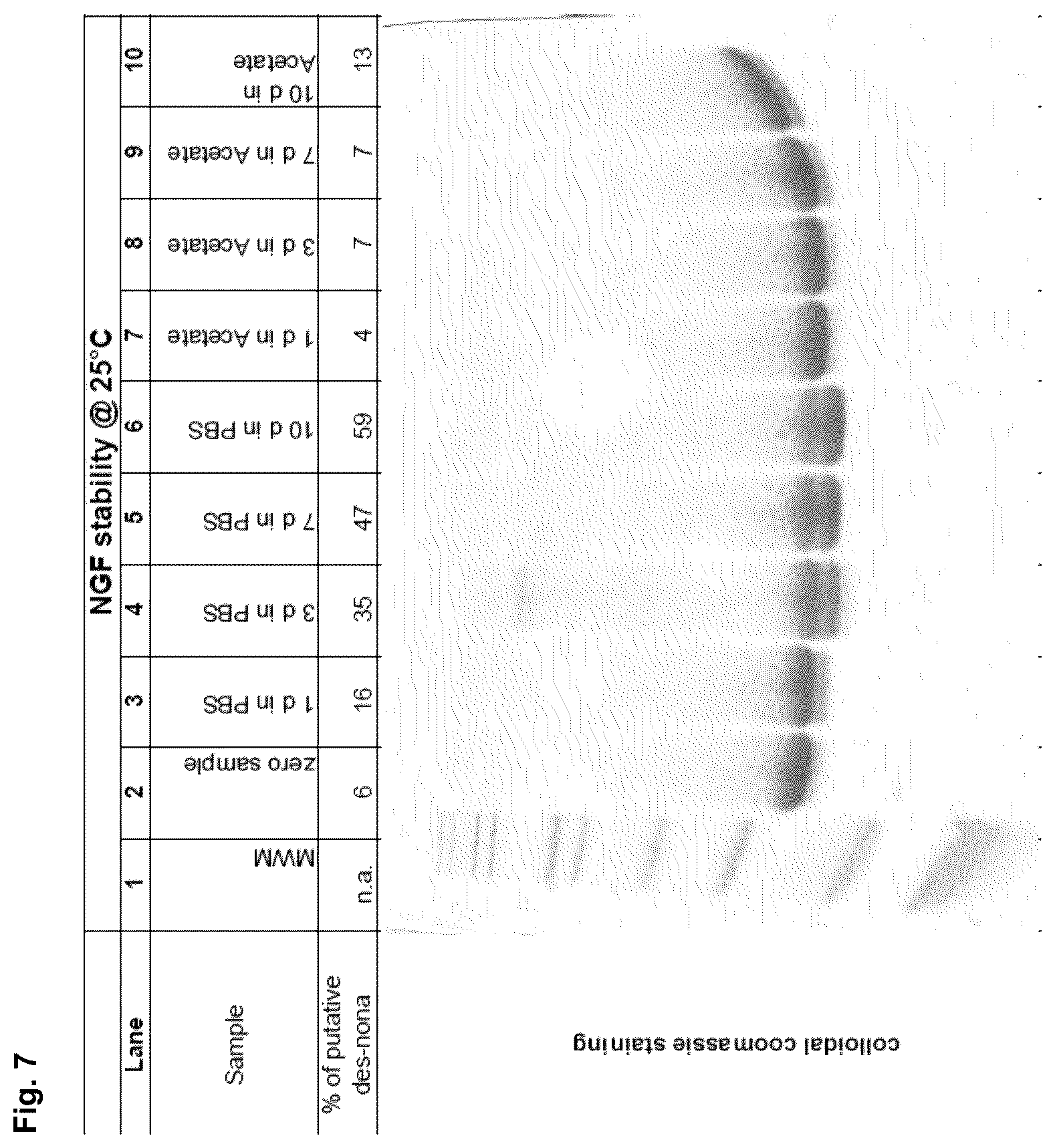 Patent US12378293 Figure 9 – Production of nerve growth factor (NGF) and of muteins thereof