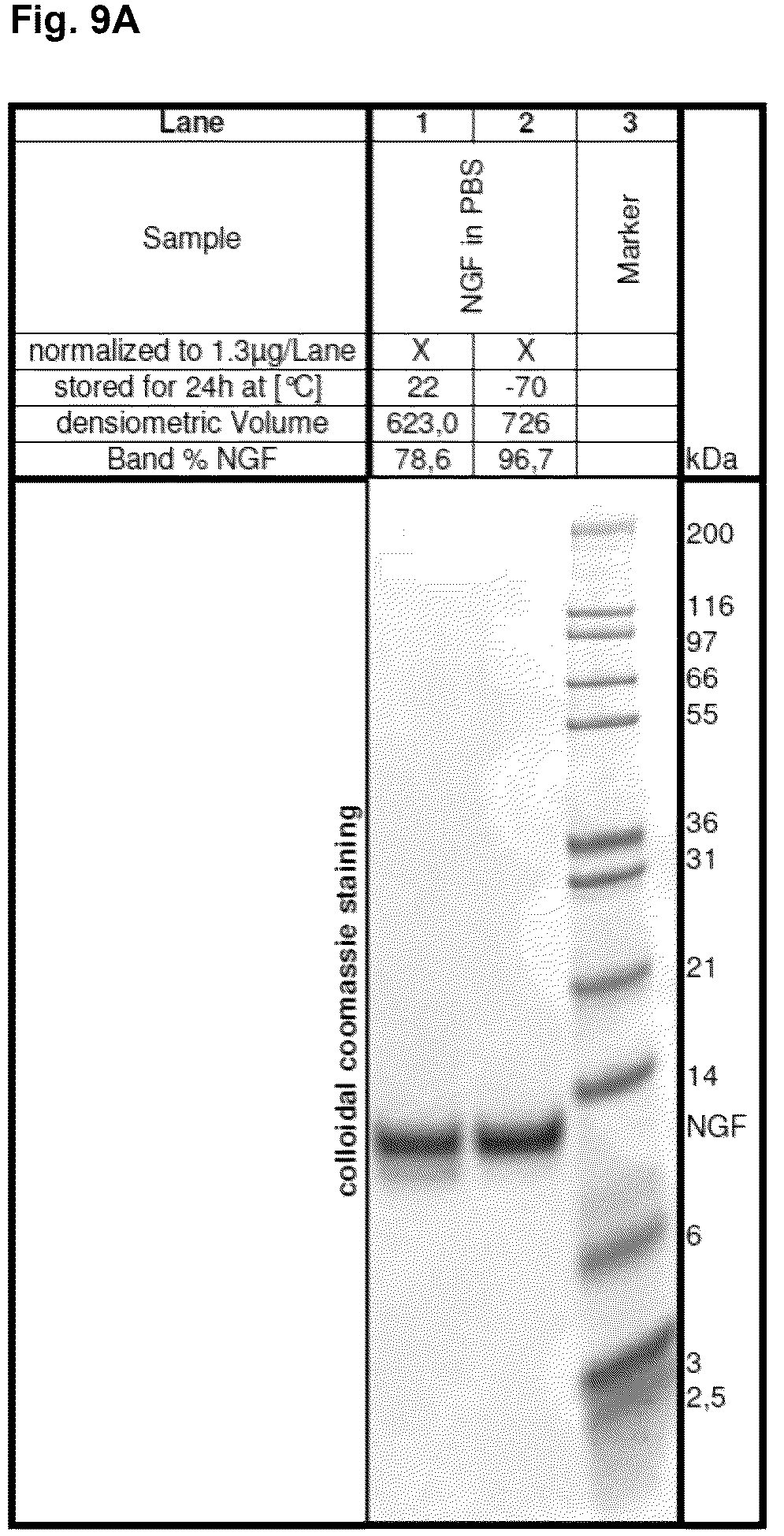 Patent US12378293 Figure 11 – Production of nerve growth factor (NGF) and of muteins thereof