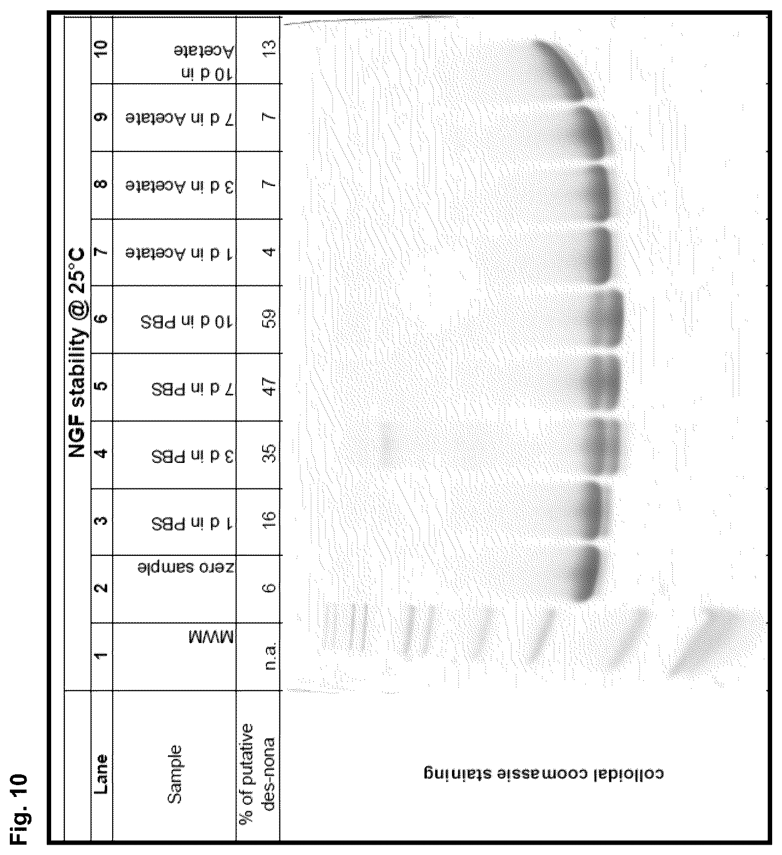 Patent US12378293 Figure 13 – Production of nerve growth factor (NGF) and of muteins thereof