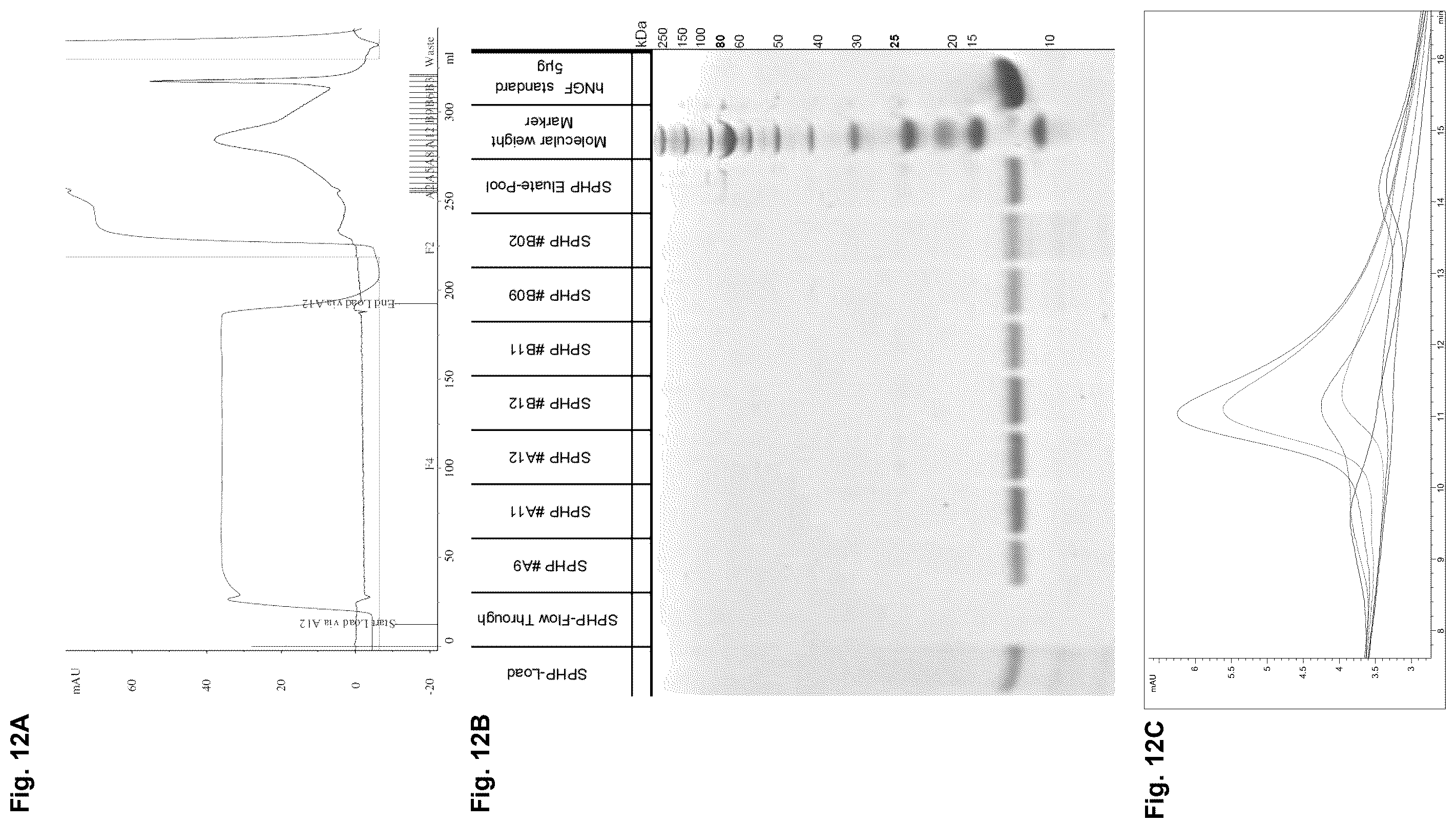 Patent US12378293 Figure 15 – Production of nerve growth factor (NGF) and of muteins thereof