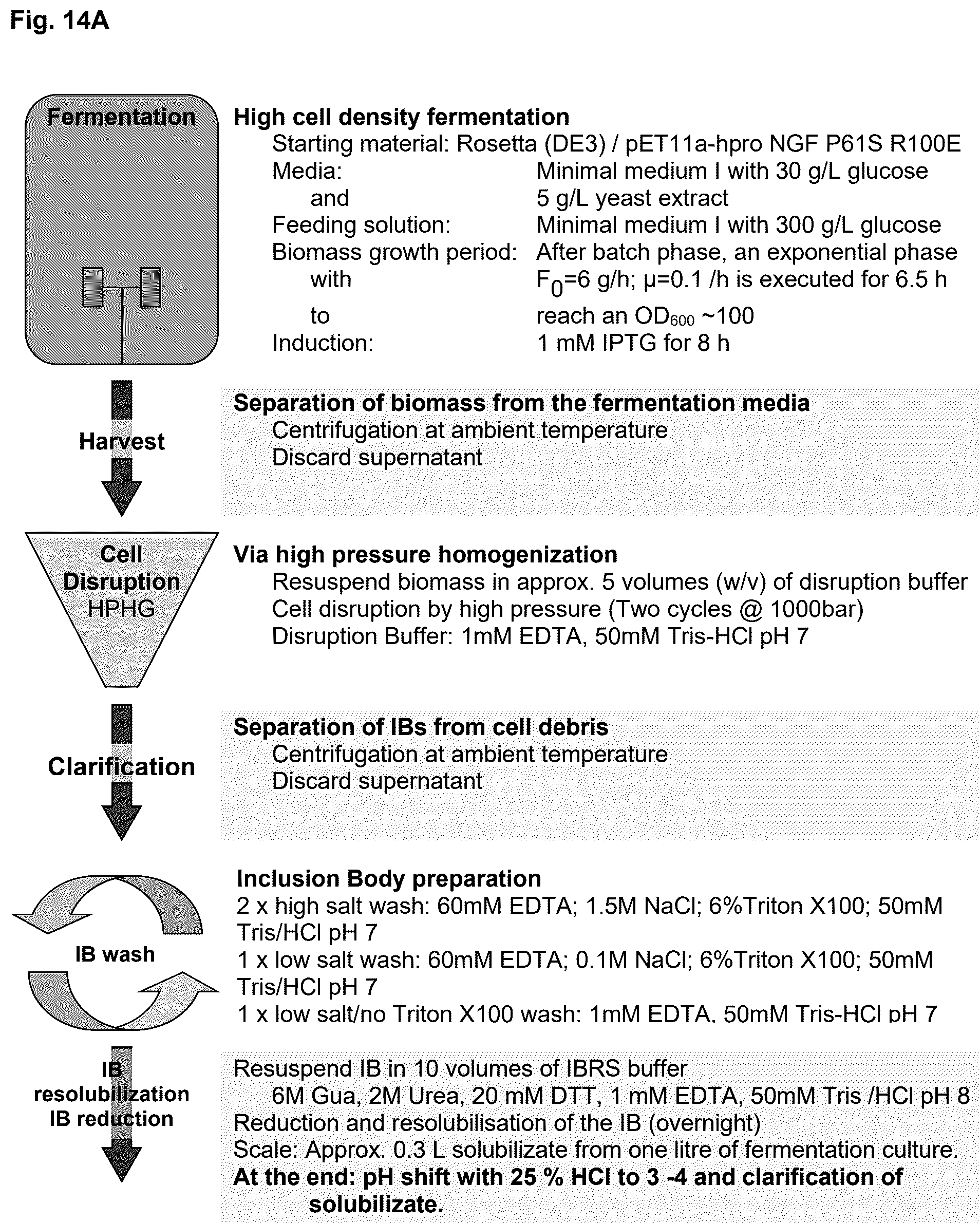 Patent US12378293 Figure 17 – Production of nerve growth factor (NGF) and of muteins thereof
