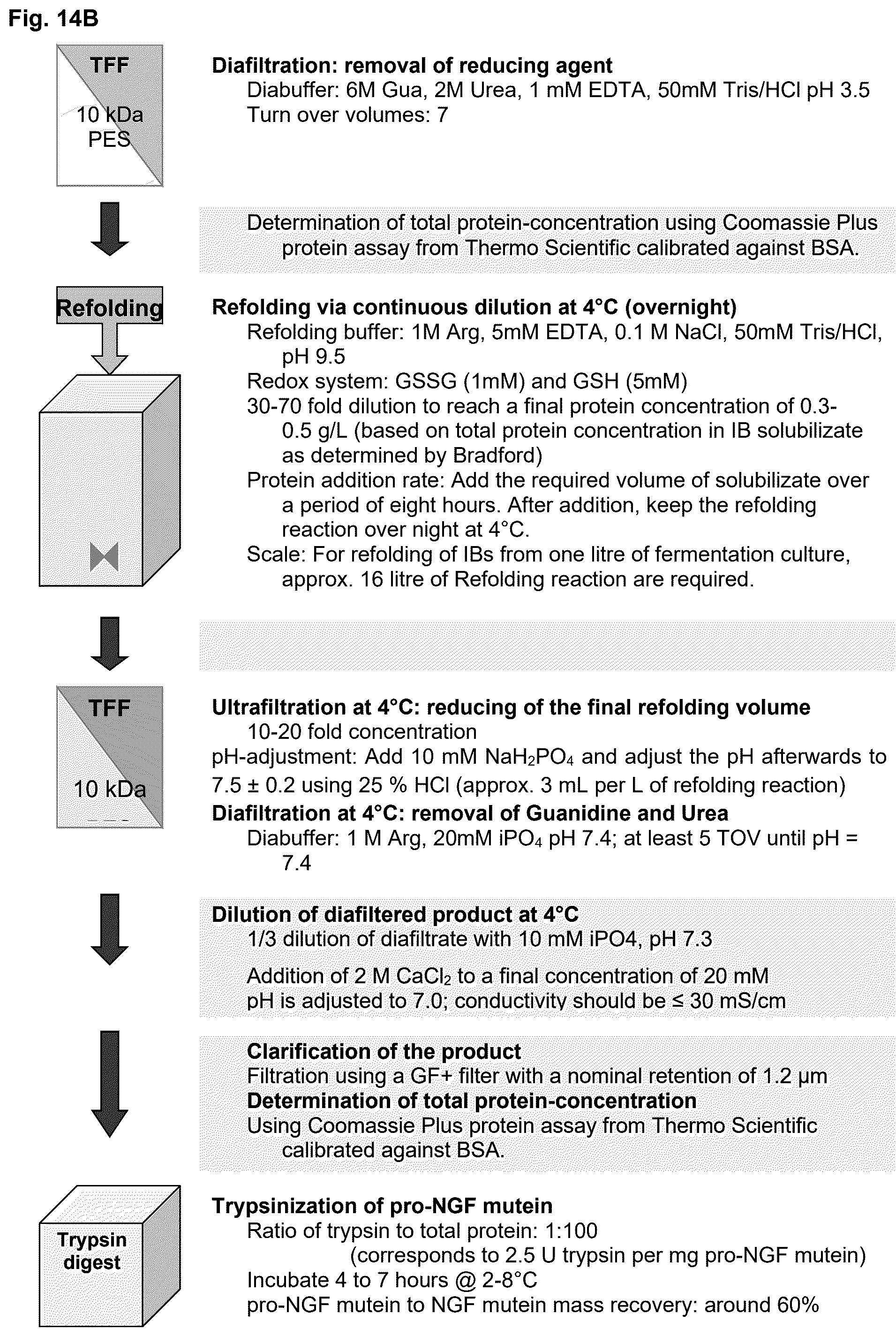 Patent US12378293 Figure 18 – Production of nerve growth factor (NGF) and of muteins thereof
