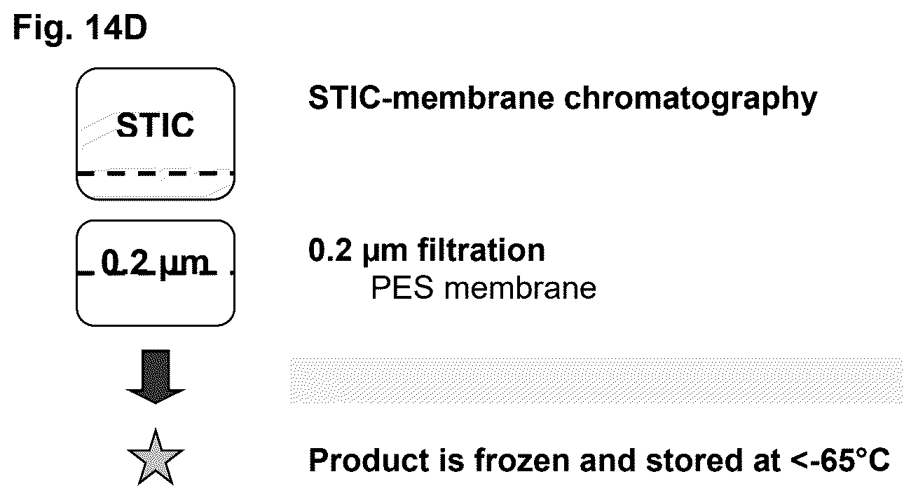 Patent US12378293 Figure 20 – Production of nerve growth factor (NGF) and of muteins thereof