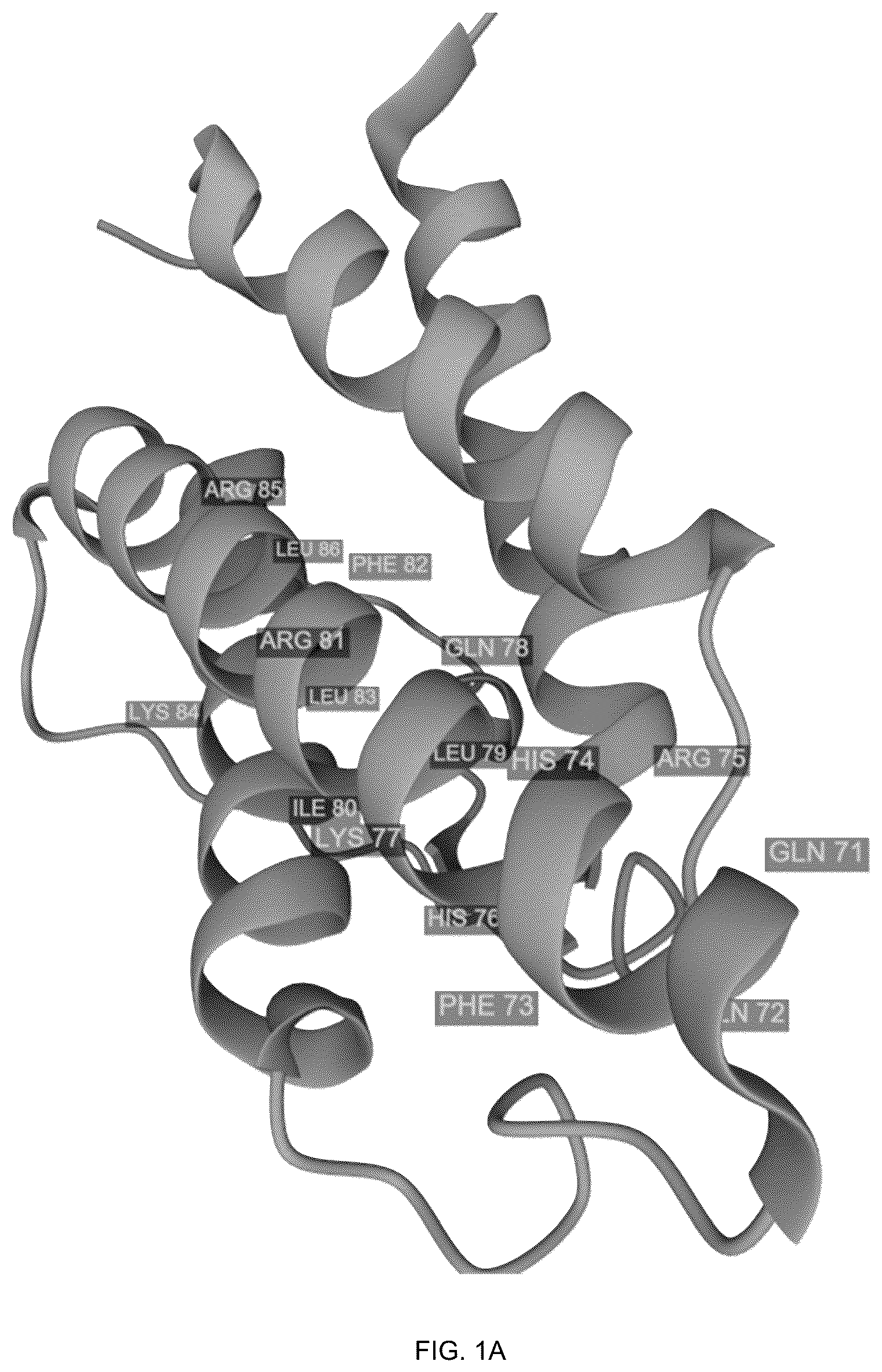 Patent US12378294 Figure 1 – IL-4 derived peptides for use in the treatment of obesity