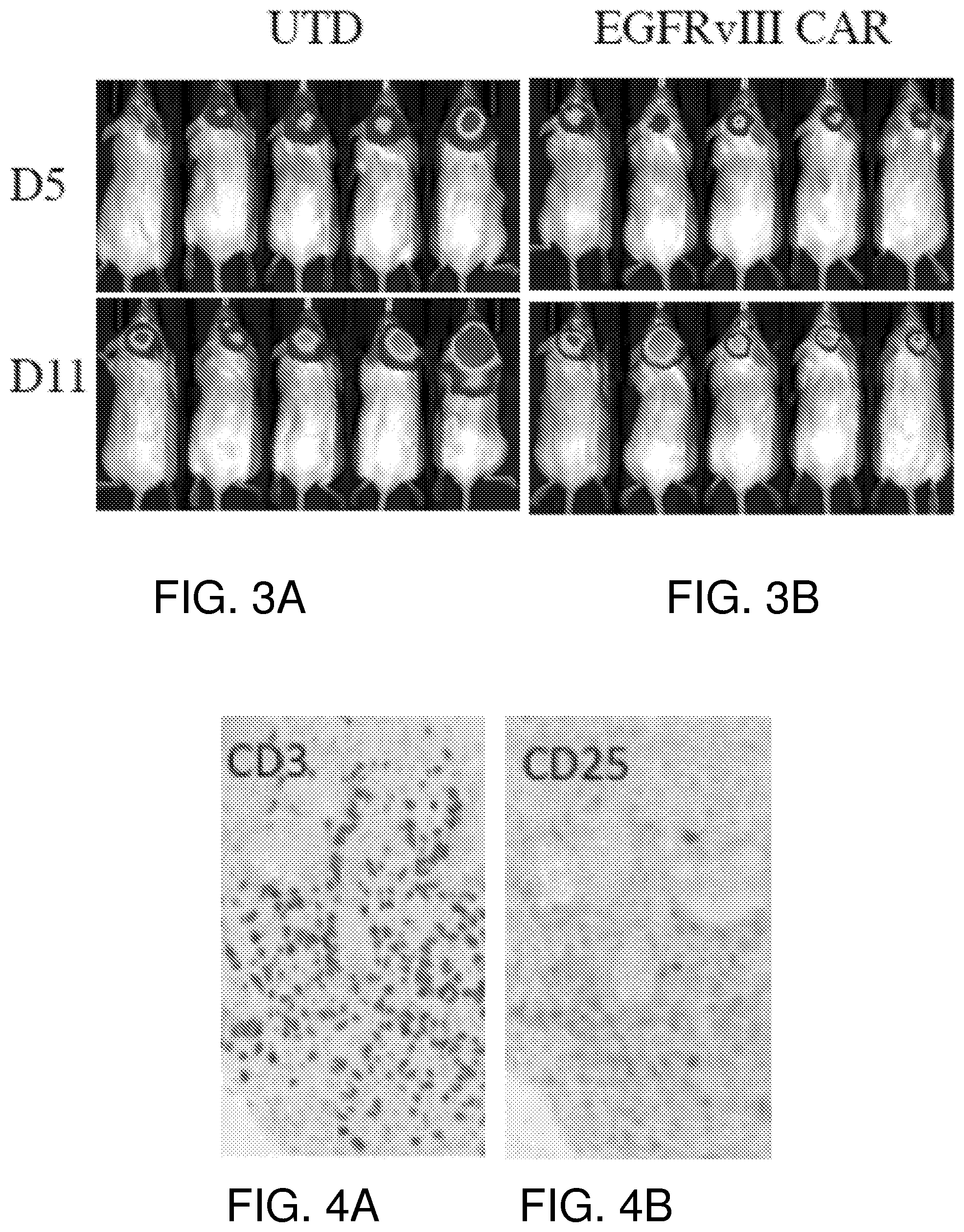 Patent US12378297 Figure 2 – Chimeric antigen receptor T cells targeting the tumor microenvironment