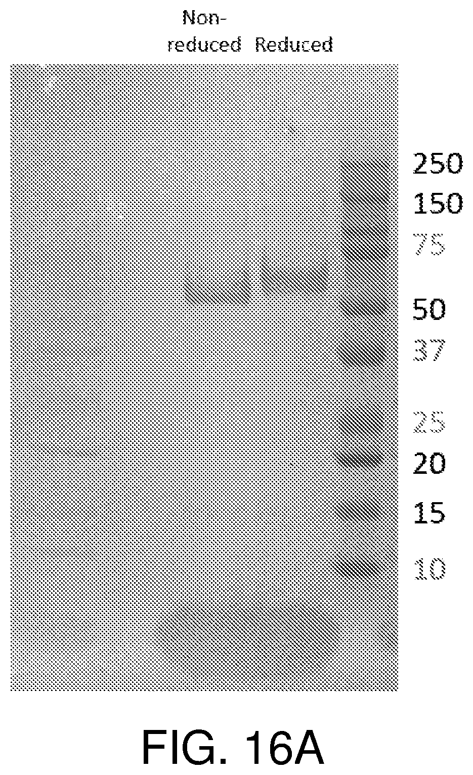 Patent US12378297 Figure 15 – Chimeric antigen receptor T cells targeting the tumor microenvironment