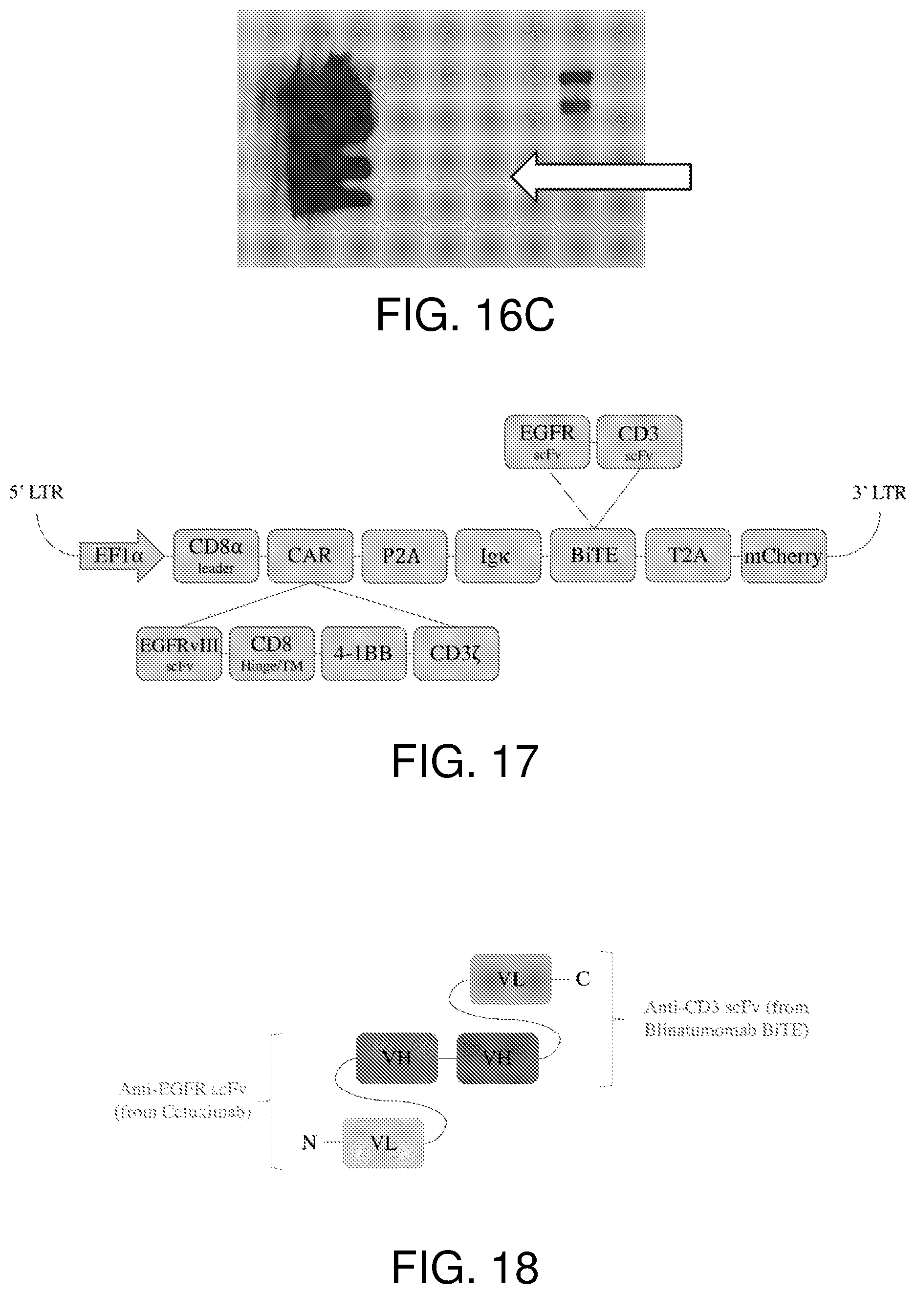 Patent US12378297 Figure 17 – Chimeric antigen receptor T cells targeting the tumor microenvironment