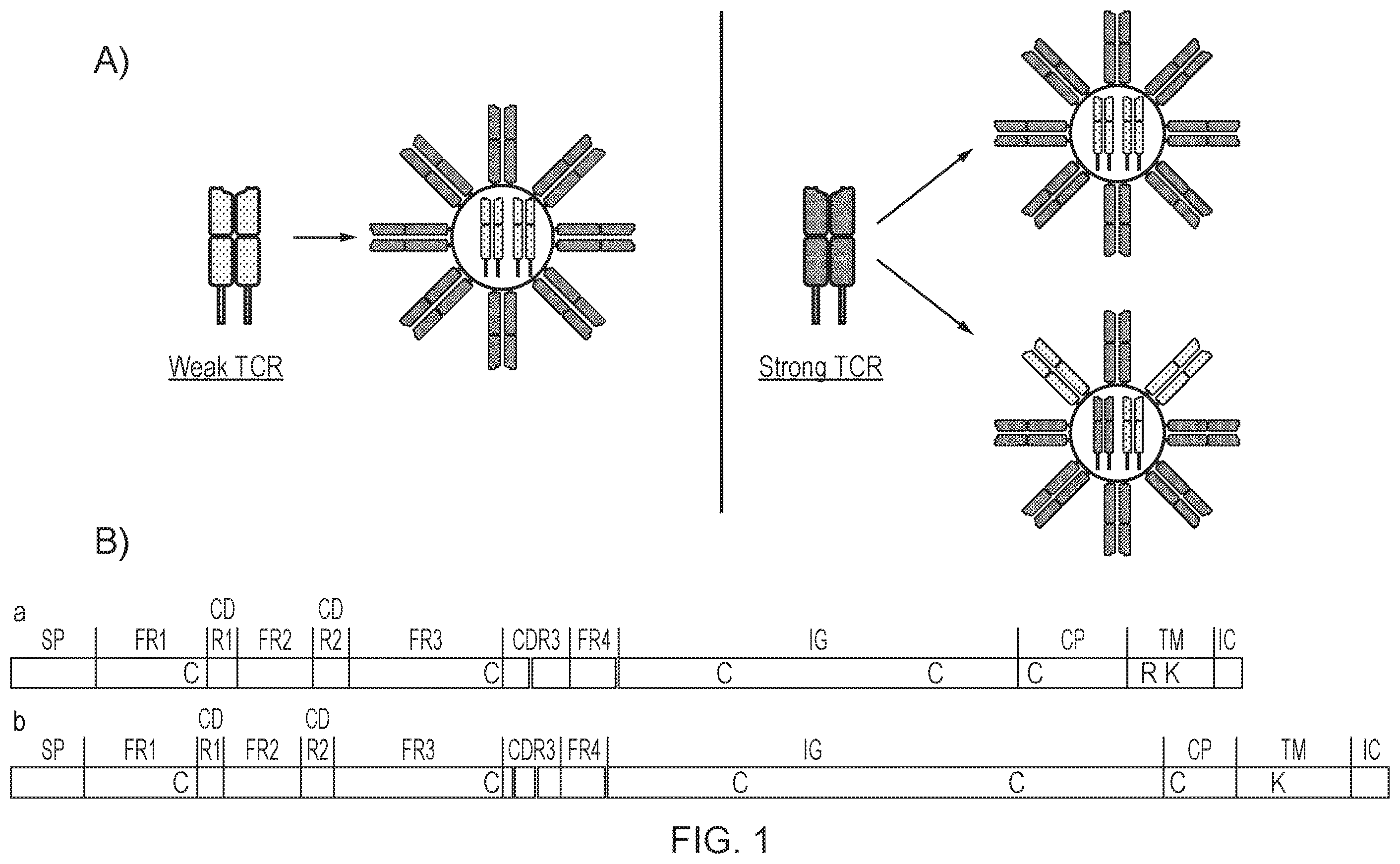 Patent US12378298 Figure 1 – T cell receptor