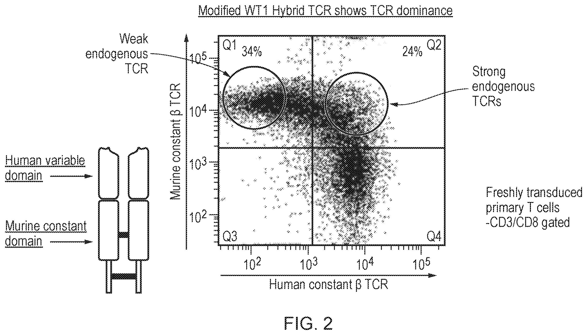 Patent US12378298 Figure 2 – T cell receptor