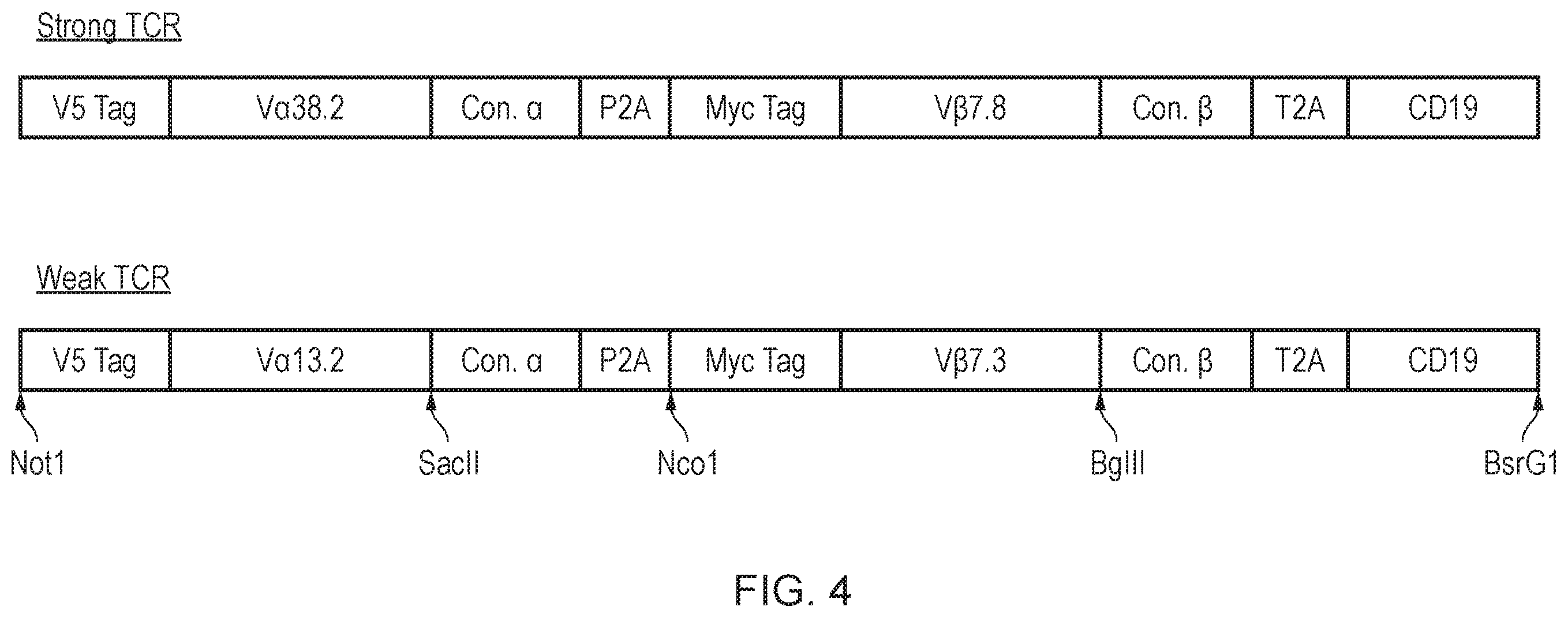 Patent US12378298 Figure 4 – T cell receptor