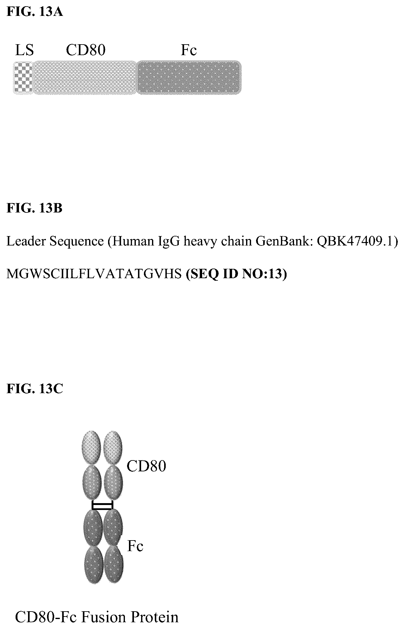 Patent US12378299 Figure 5 – CD80 variant proteins and uses thereof