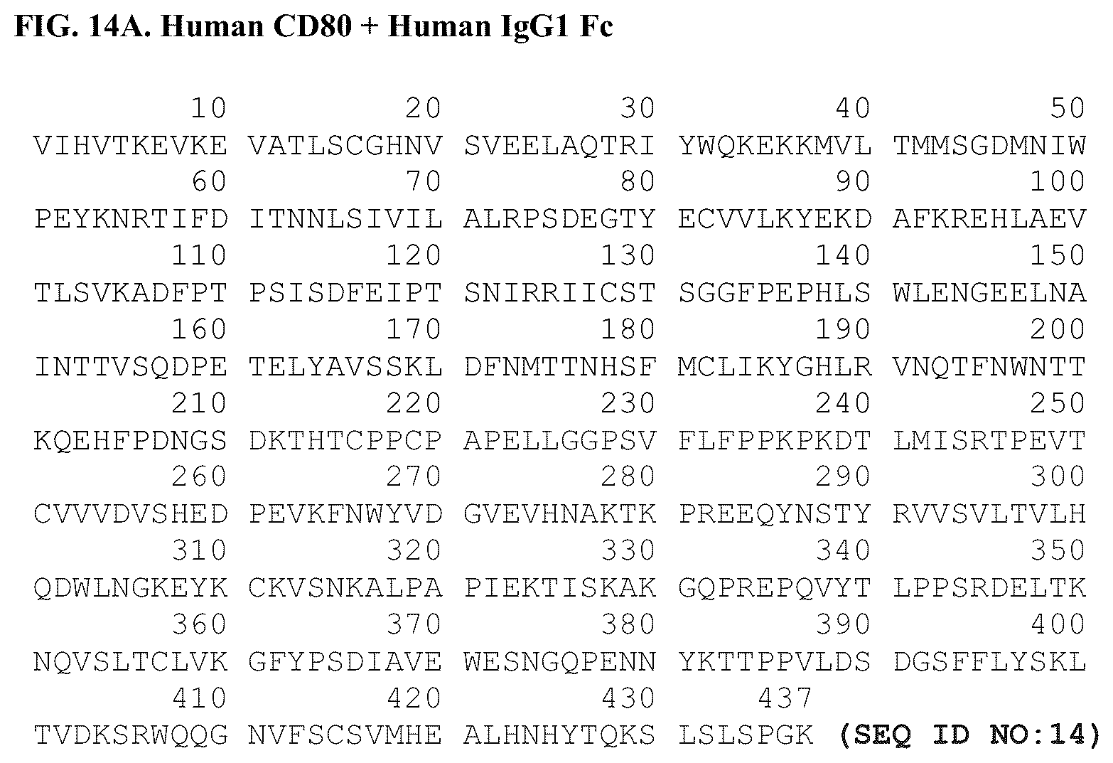 Patent US12378299 Figure 6 – CD80 variant proteins and uses thereof