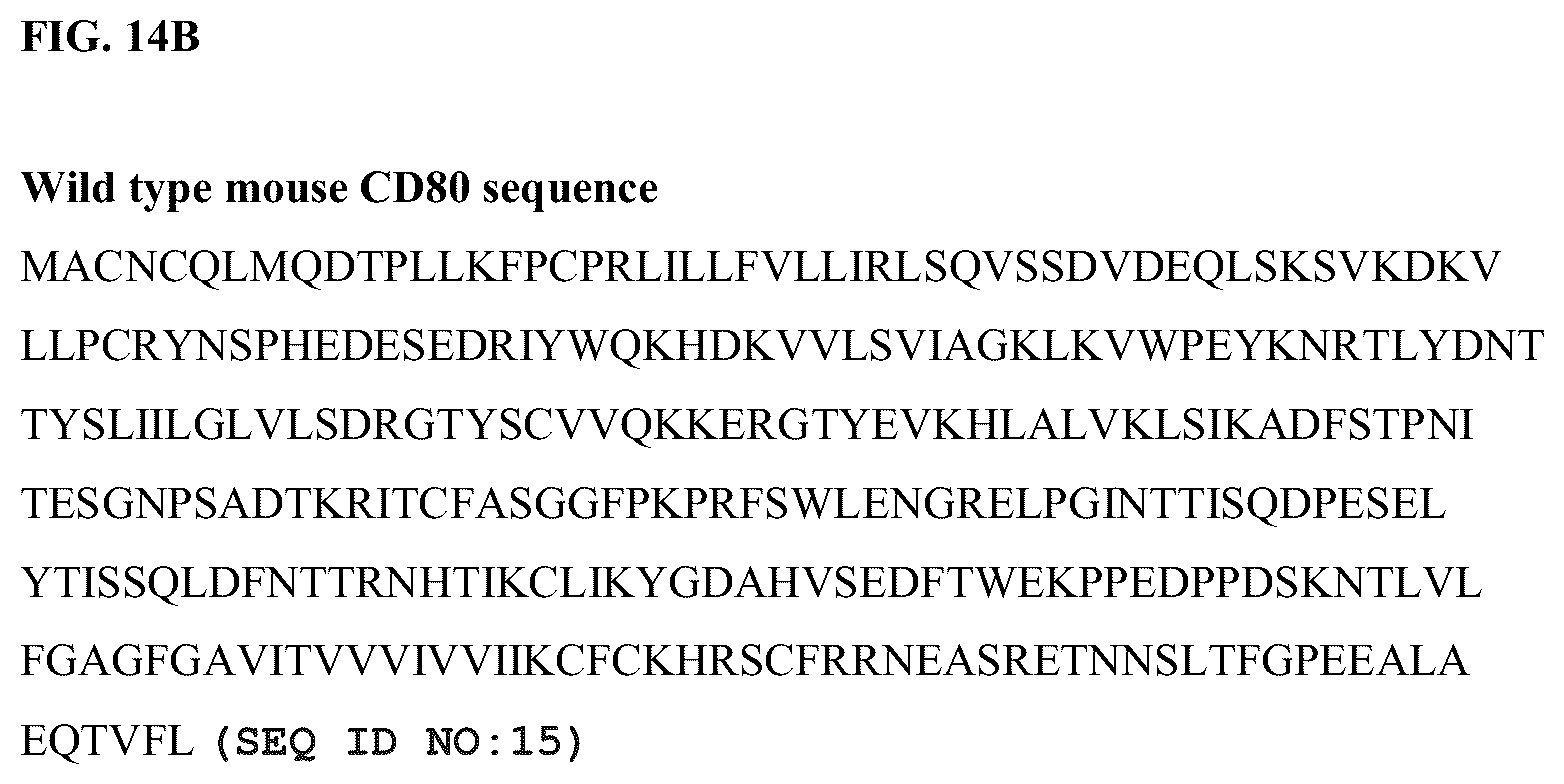 Patent US12378299 Figure 7 – CD80 variant proteins and uses thereof