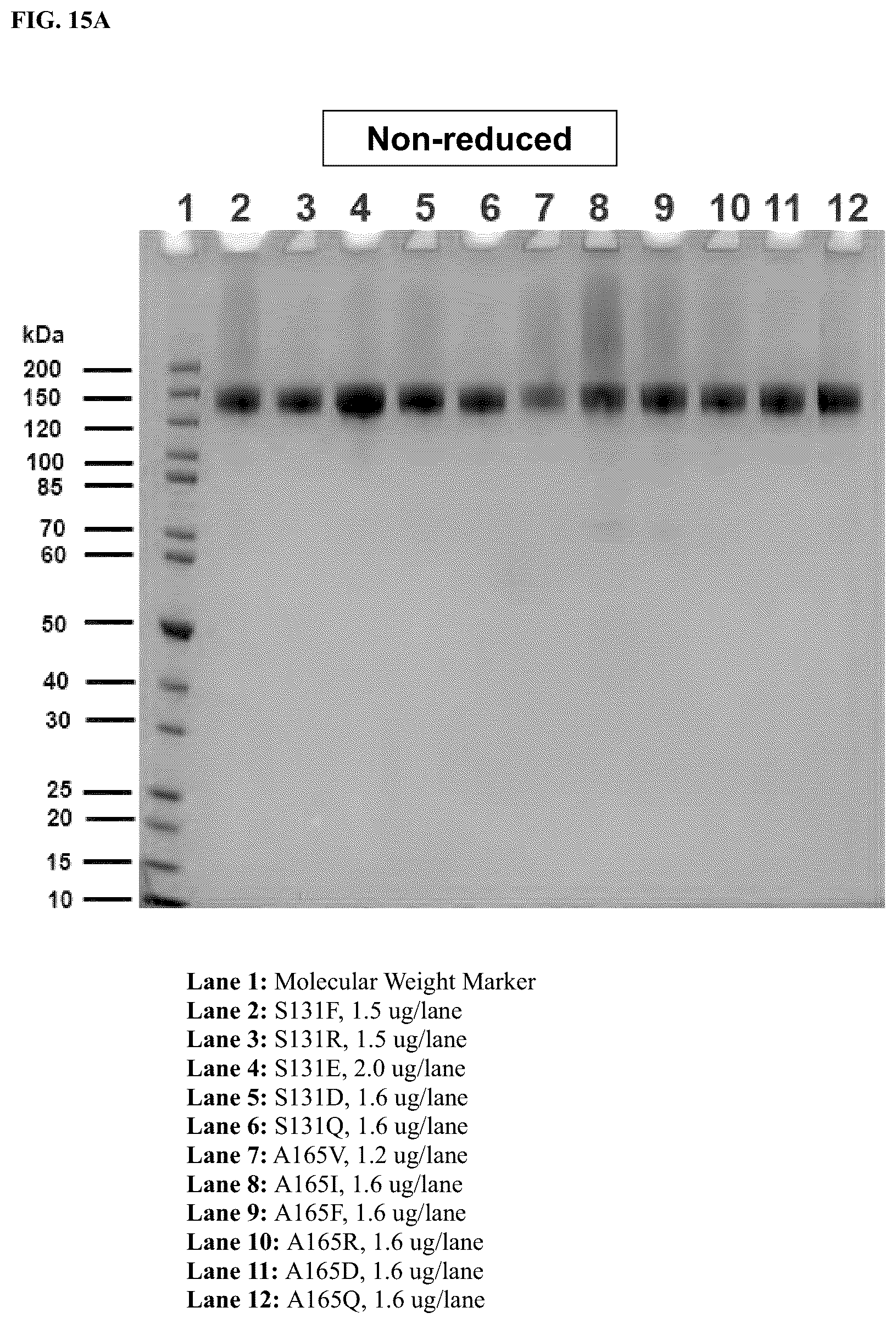 Patent US12378299 Figure 8 – CD80 variant proteins and uses thereof