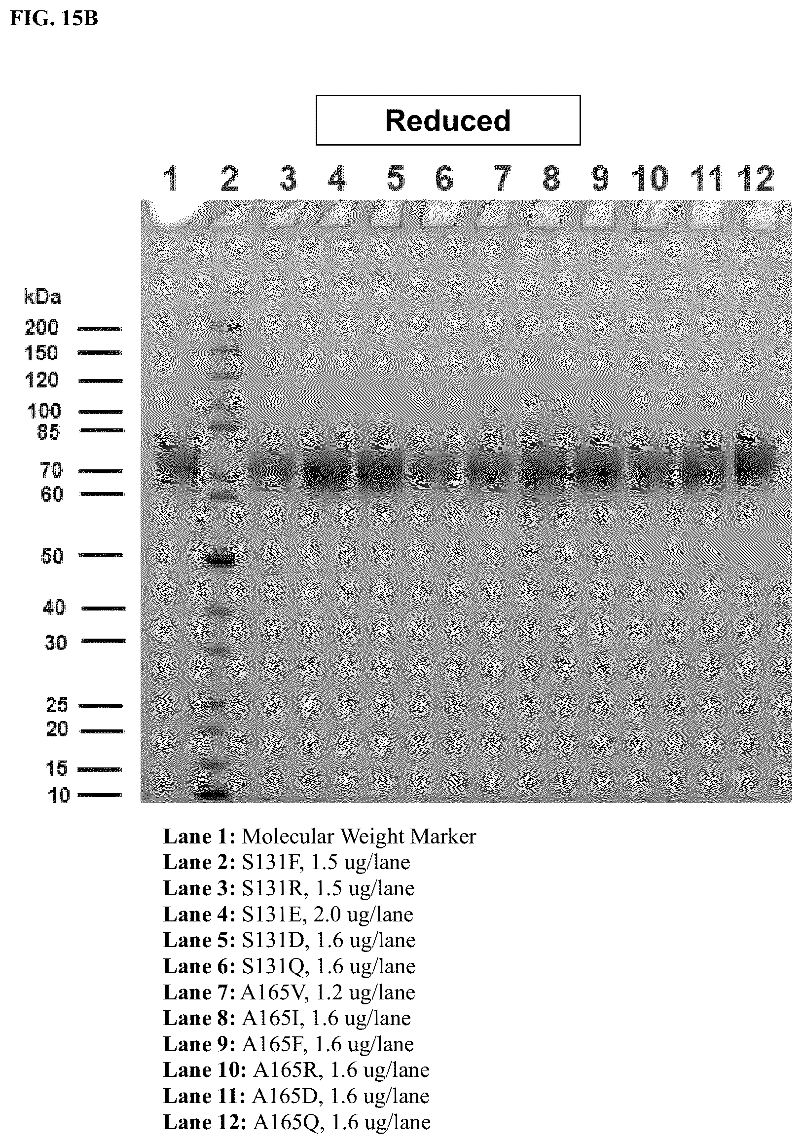 Patent US12378299 Figure 9 – CD80 variant proteins and uses thereof