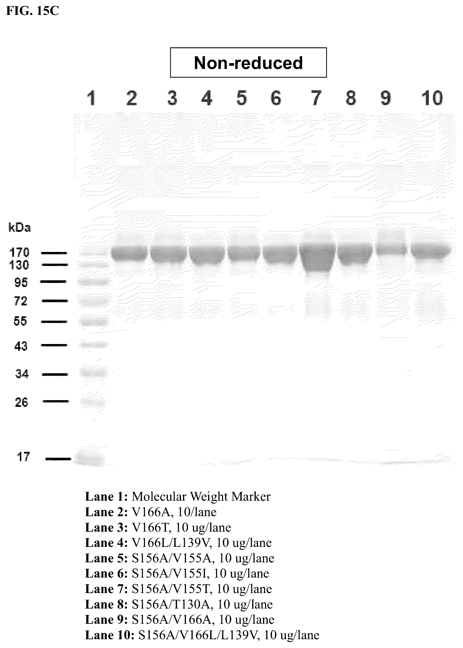 Patent US12378299 Figure 10 – CD80 variant proteins and uses thereof