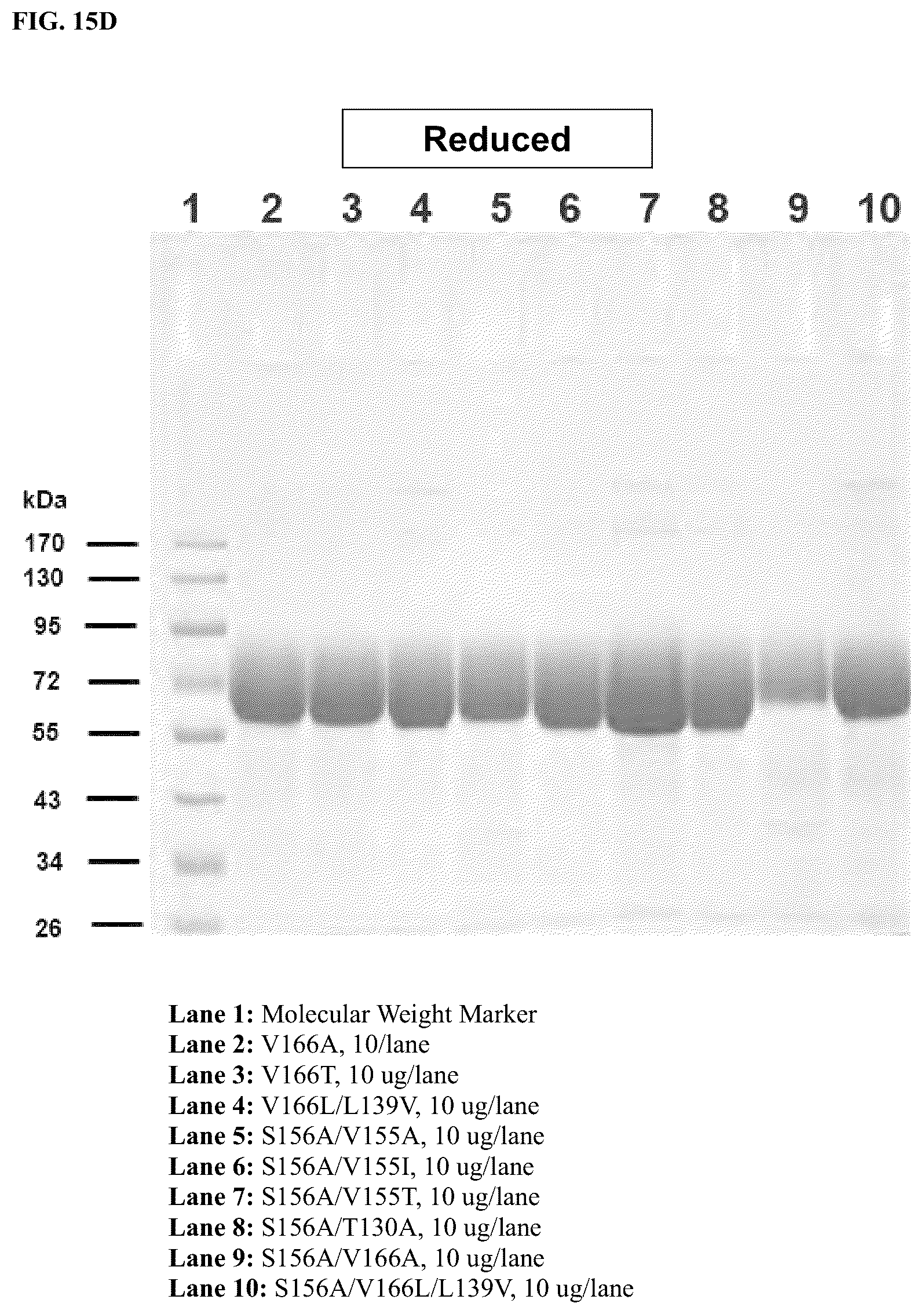 Patent US12378299 Figure 11 – CD80 variant proteins and uses thereof