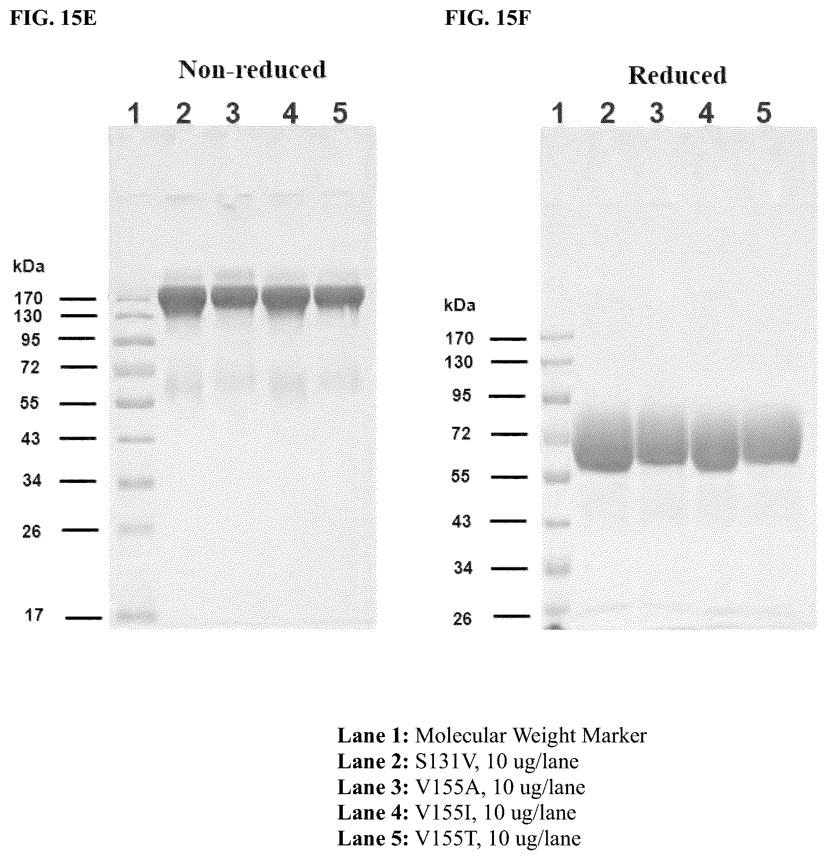 Patent US12378299 Figure 12 – CD80 variant proteins and uses thereof