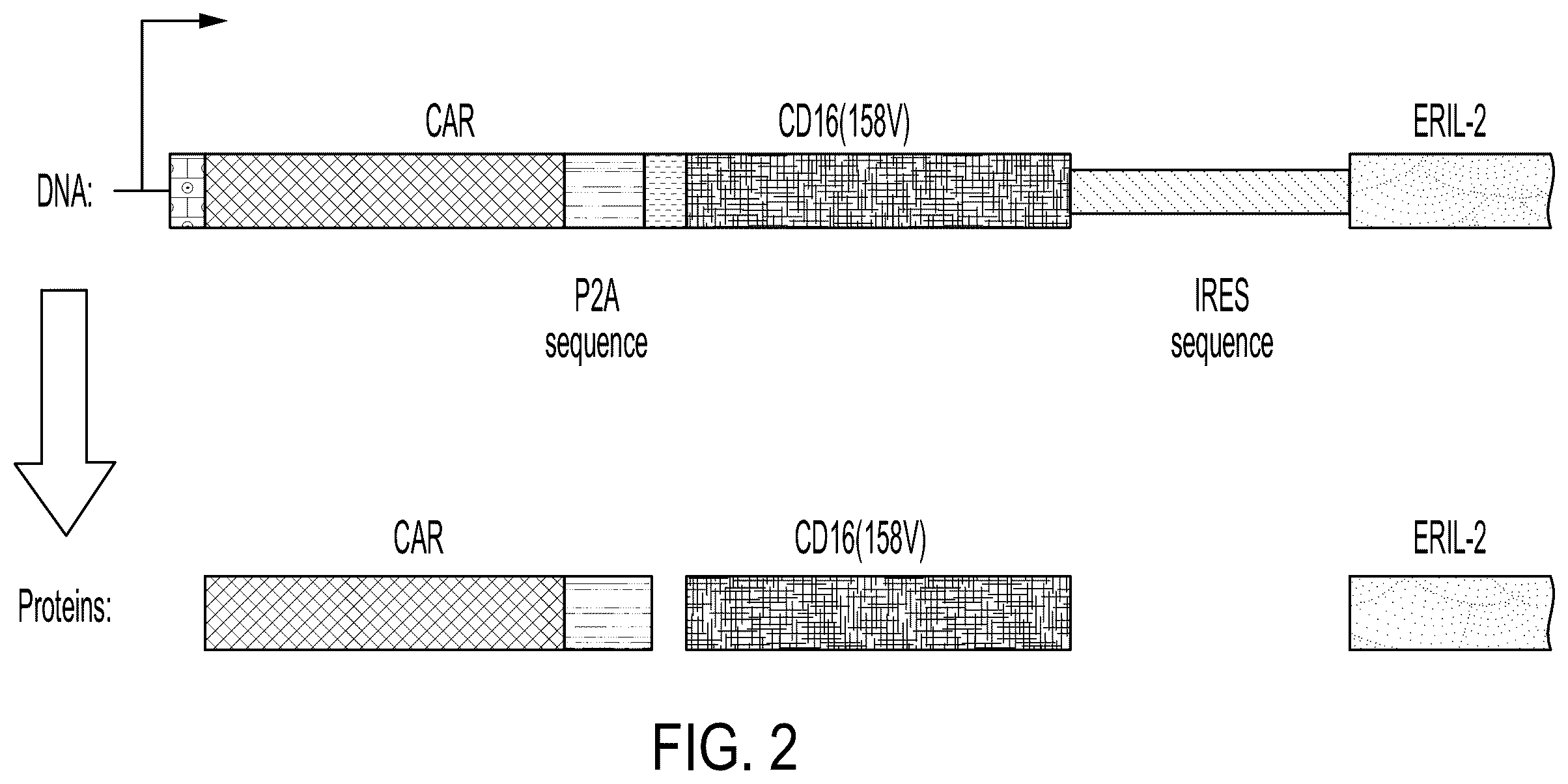 Patent US12378300 Figure 2 – Elimination of CD19-positive lymphoid malignancies by CD19-car expressing NK cells