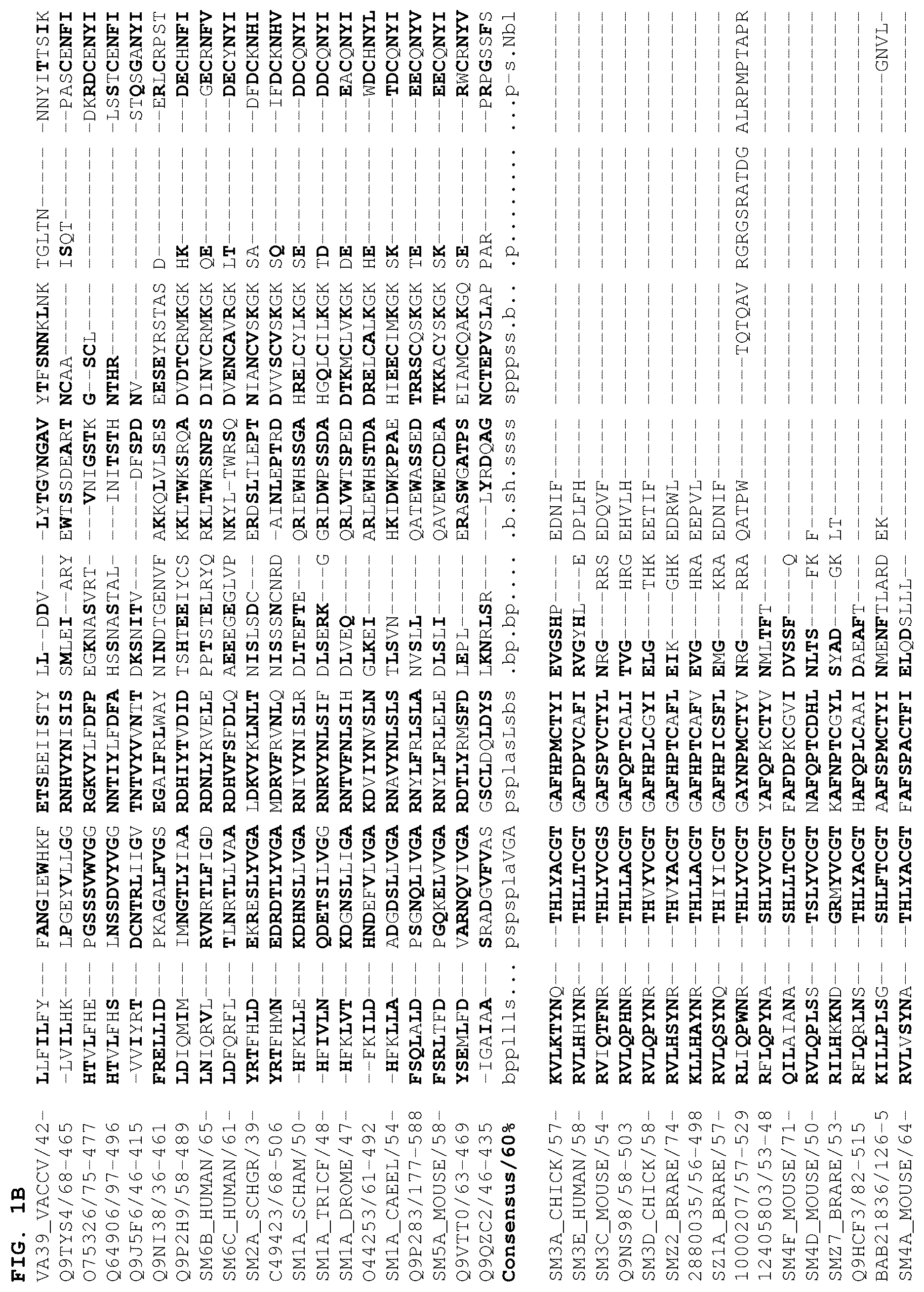 Patent US12378301 Figure 2 – B1SP fusion protein therapeutics, methods, and uses