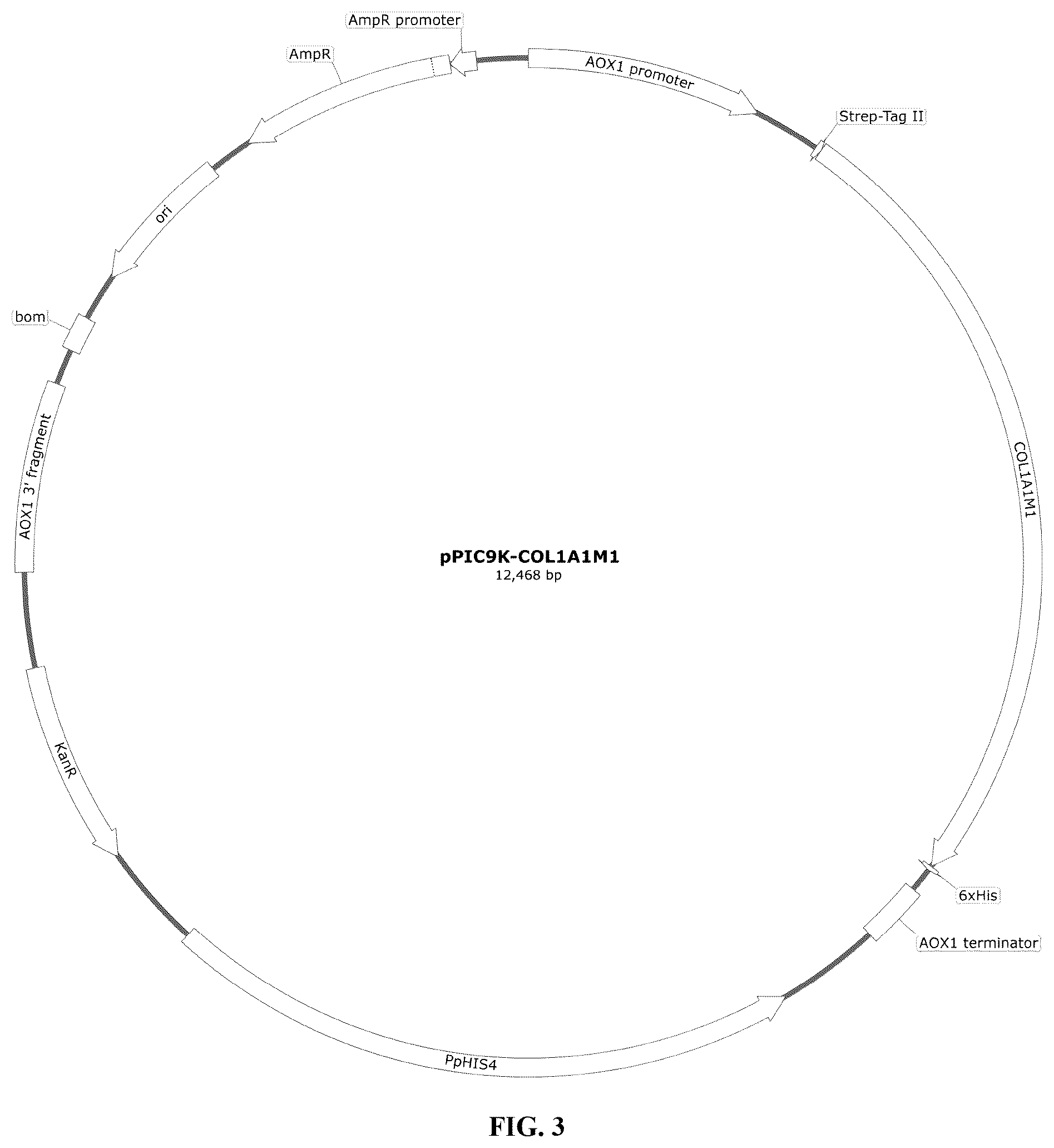 Patent US12378303 Figure 2 – Recombinant collagen and preparation method and use thereof