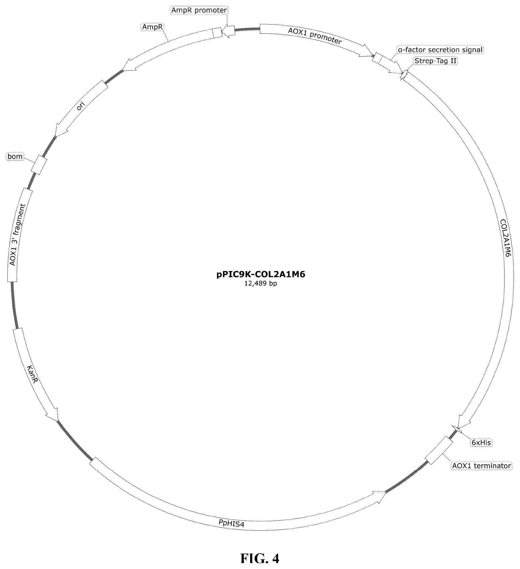 Patent US12378303 Figure 3 – Recombinant collagen and preparation method and use thereof