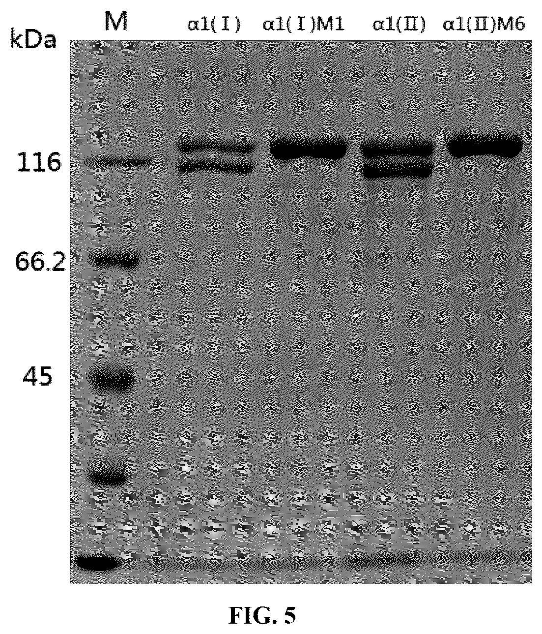 Patent US12378303 Figure 4 – Recombinant collagen and preparation method and use thereof