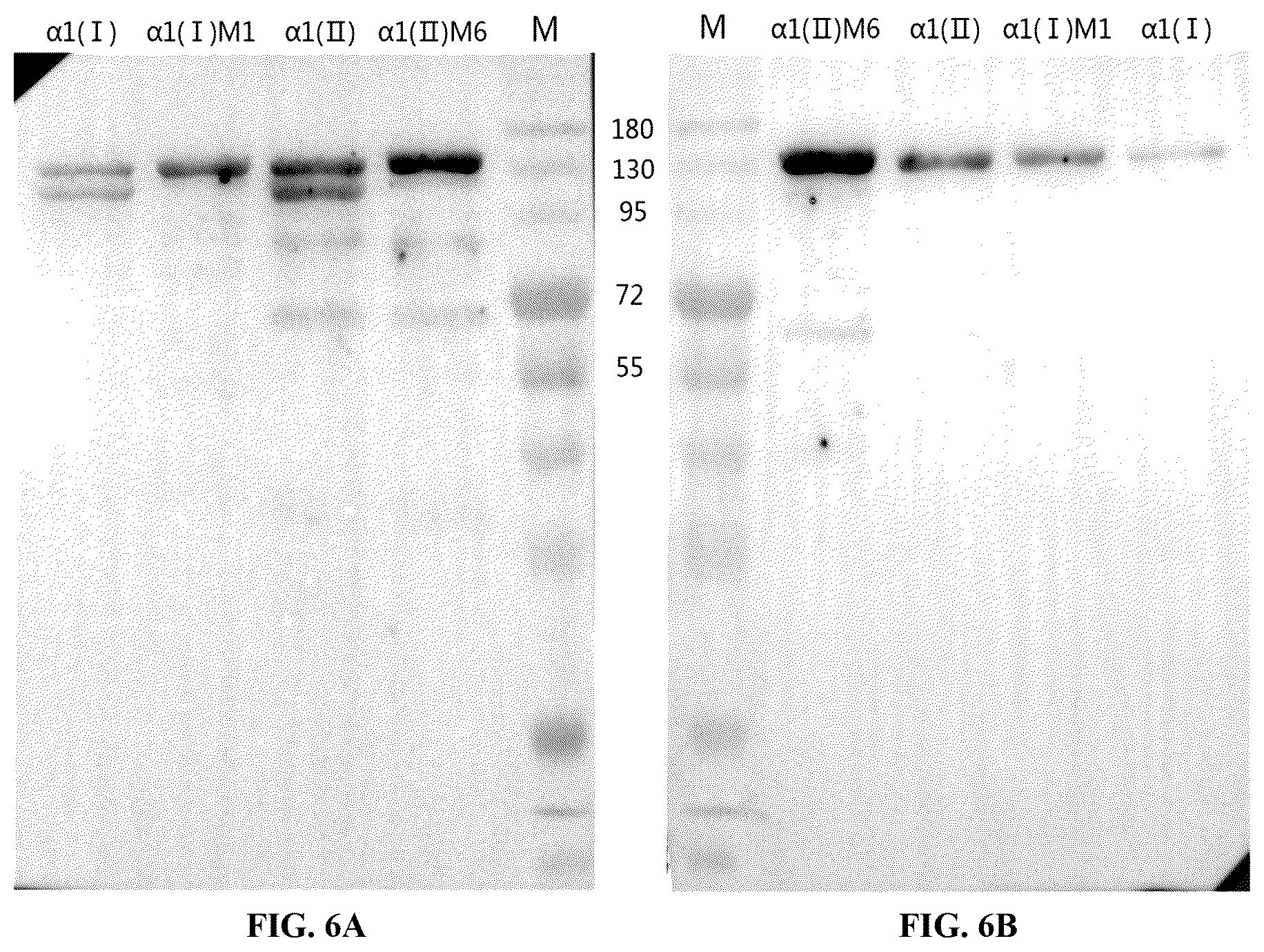 Patent US12378303 Figure 5 – Recombinant collagen and preparation method and use thereof