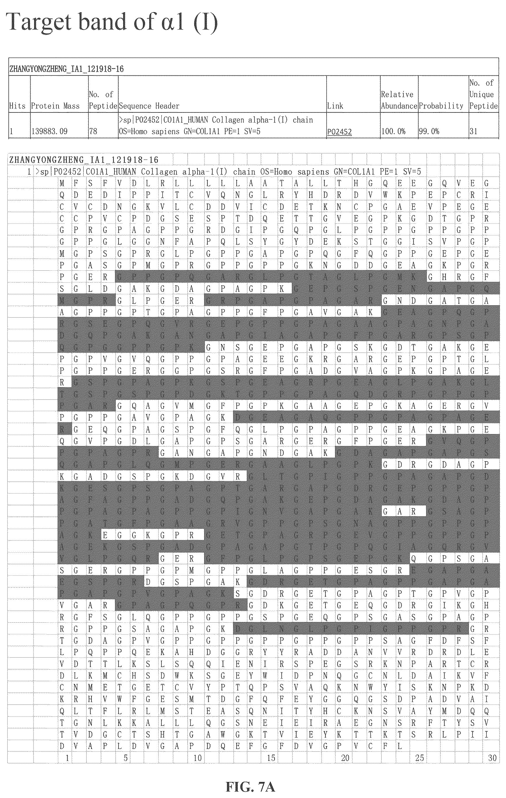 Patent US12378303 Figure 6 – Recombinant collagen and preparation method and use thereof