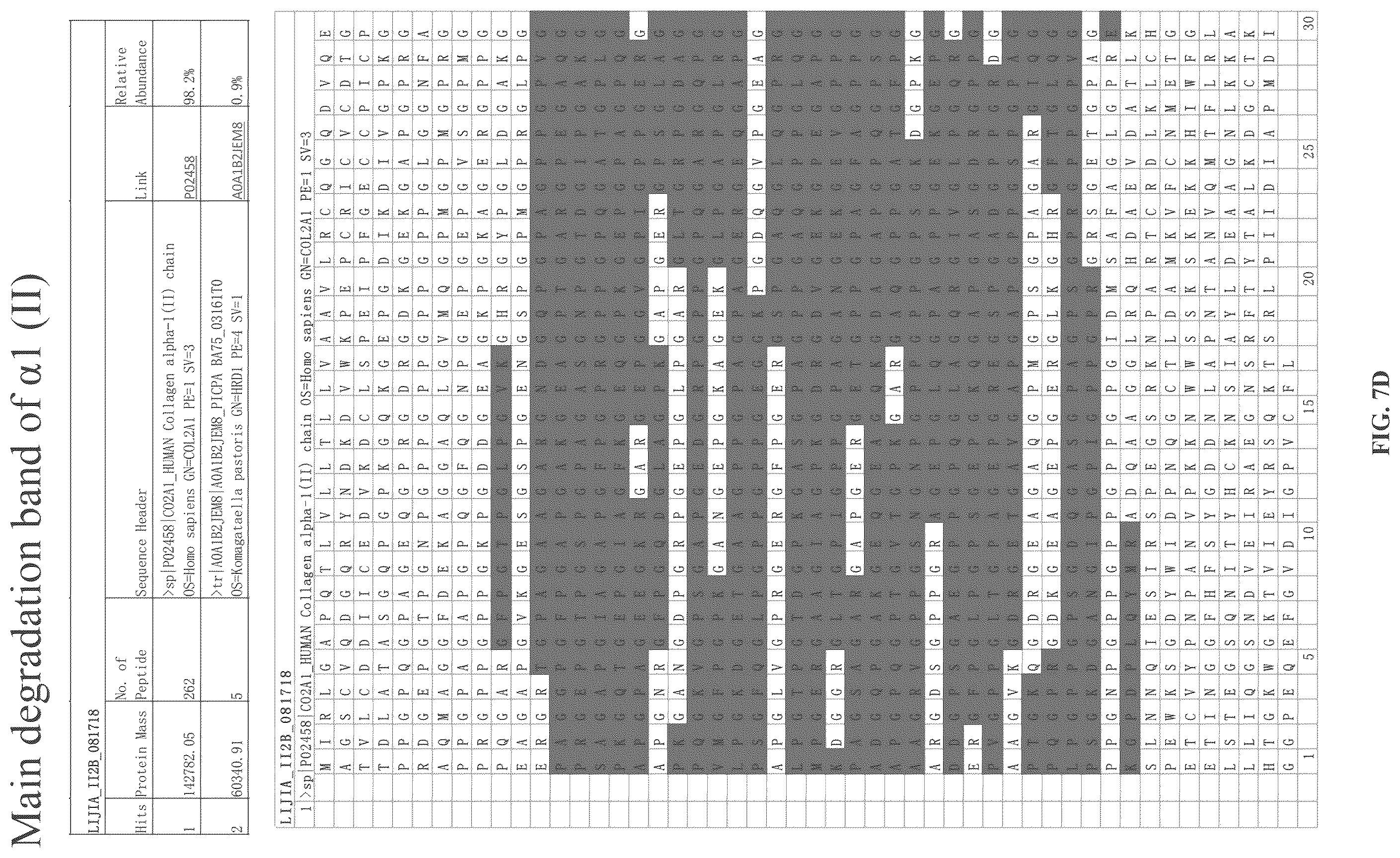 Patent US12378303 Figure 9 – Recombinant collagen and preparation method and use thereof