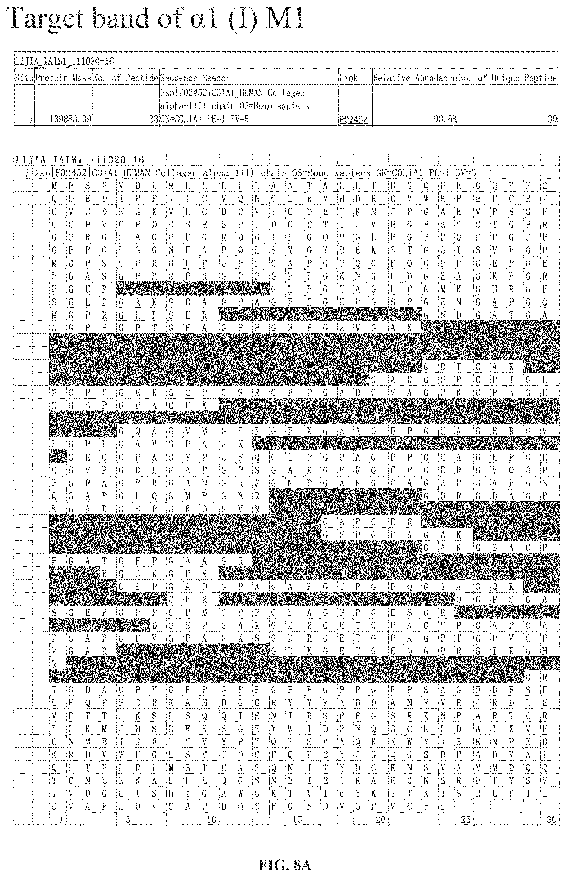 Patent US12378303 Figure 10 – Recombinant collagen and preparation method and use thereof