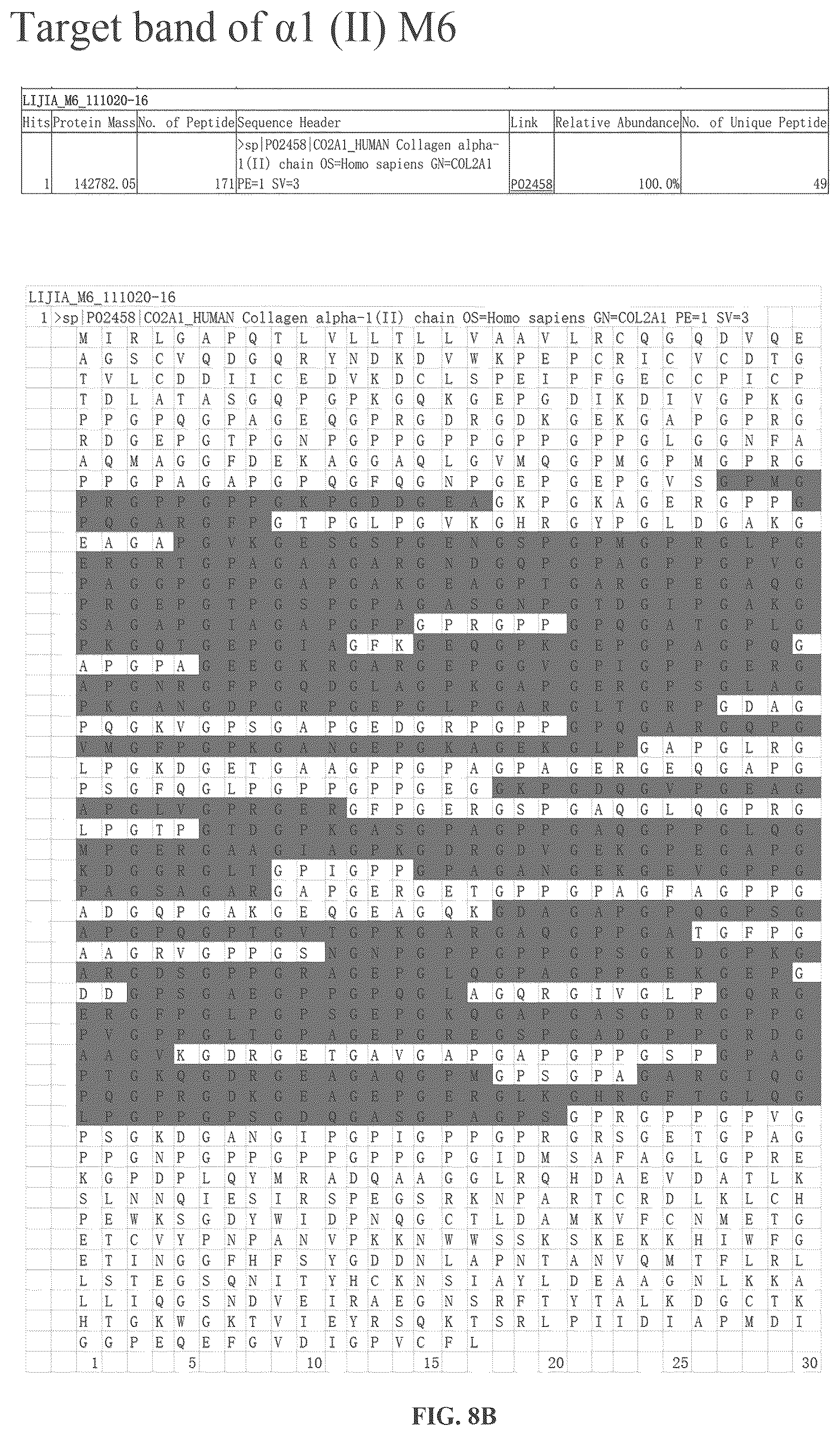 Patent US12378303 Figure 11 – Recombinant collagen and preparation method and use thereof