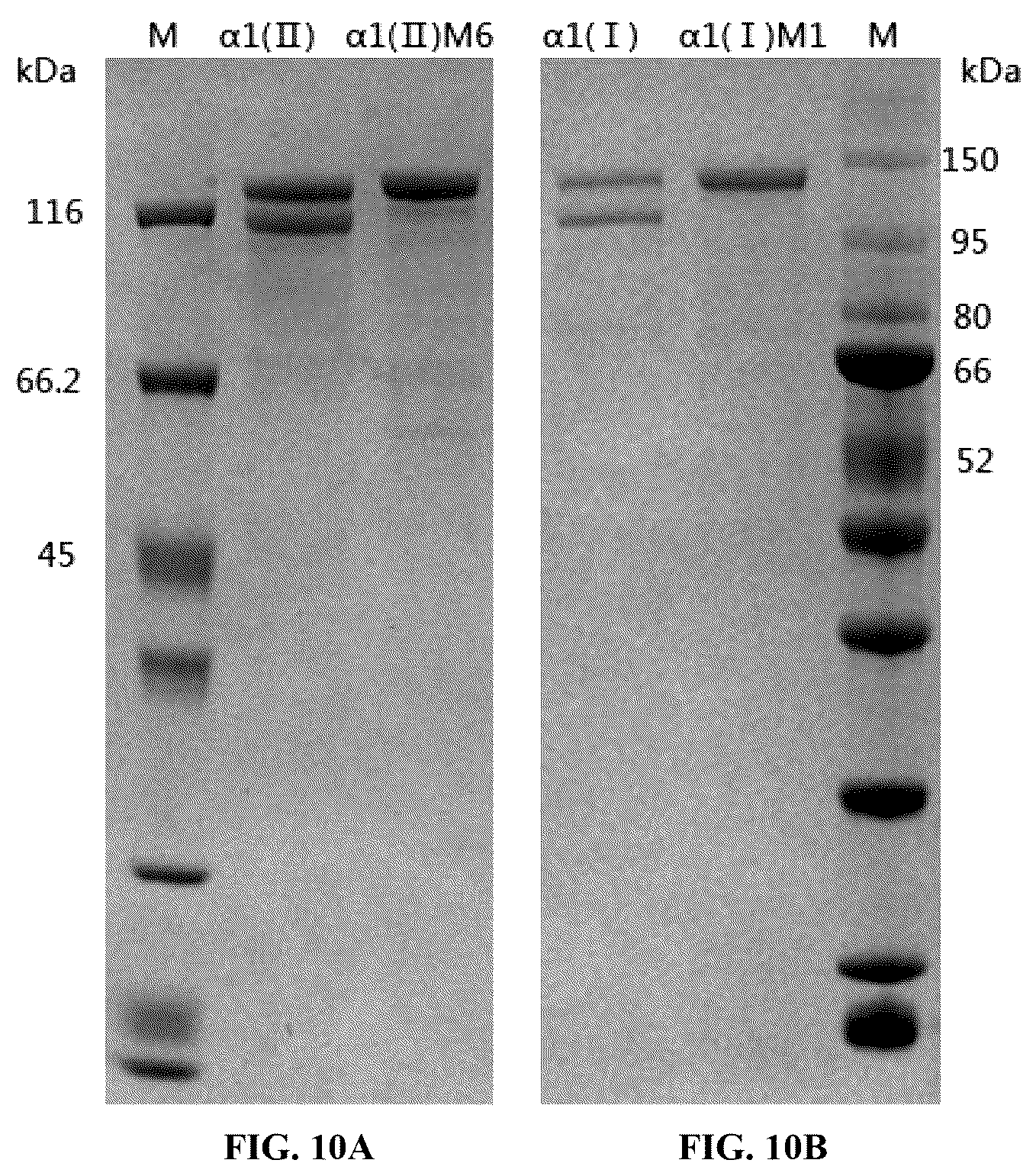 Patent US12378303 Figure 13 – Recombinant collagen and preparation method and use thereof