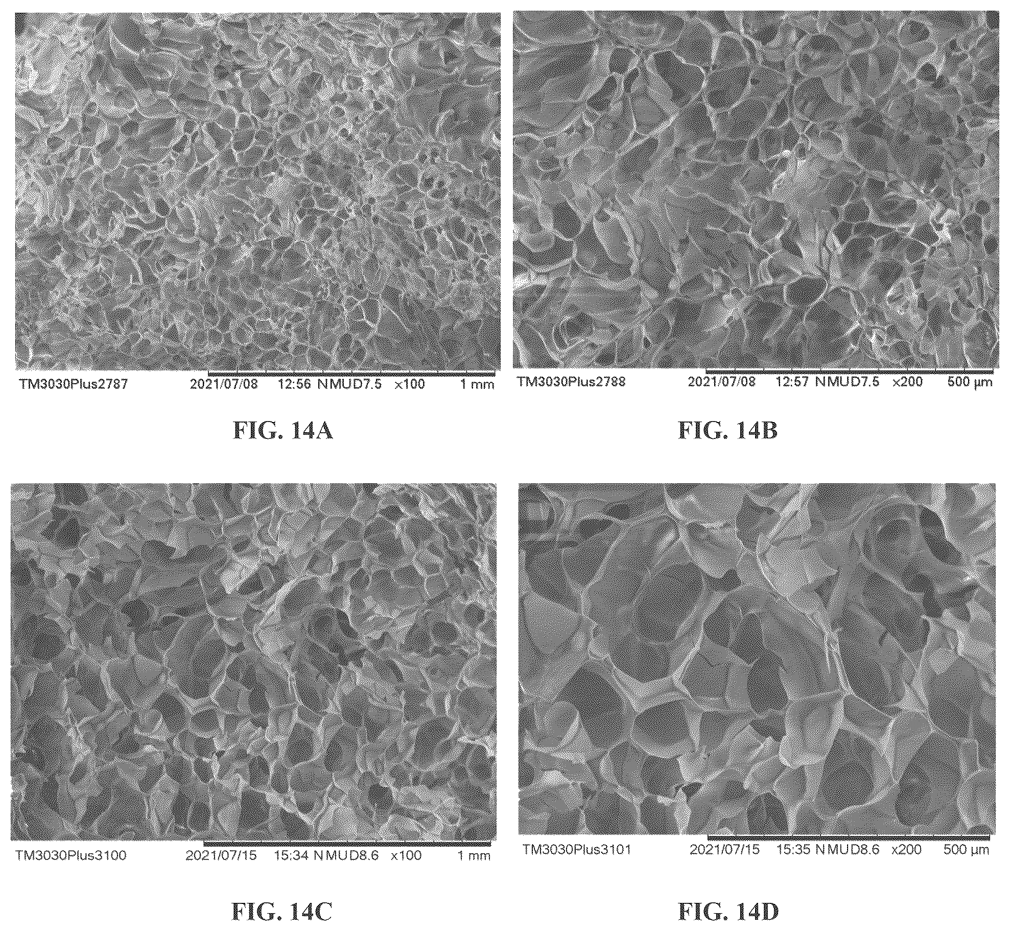 Patent US12378303 Figure 19 – Recombinant collagen and preparation method and use thereof