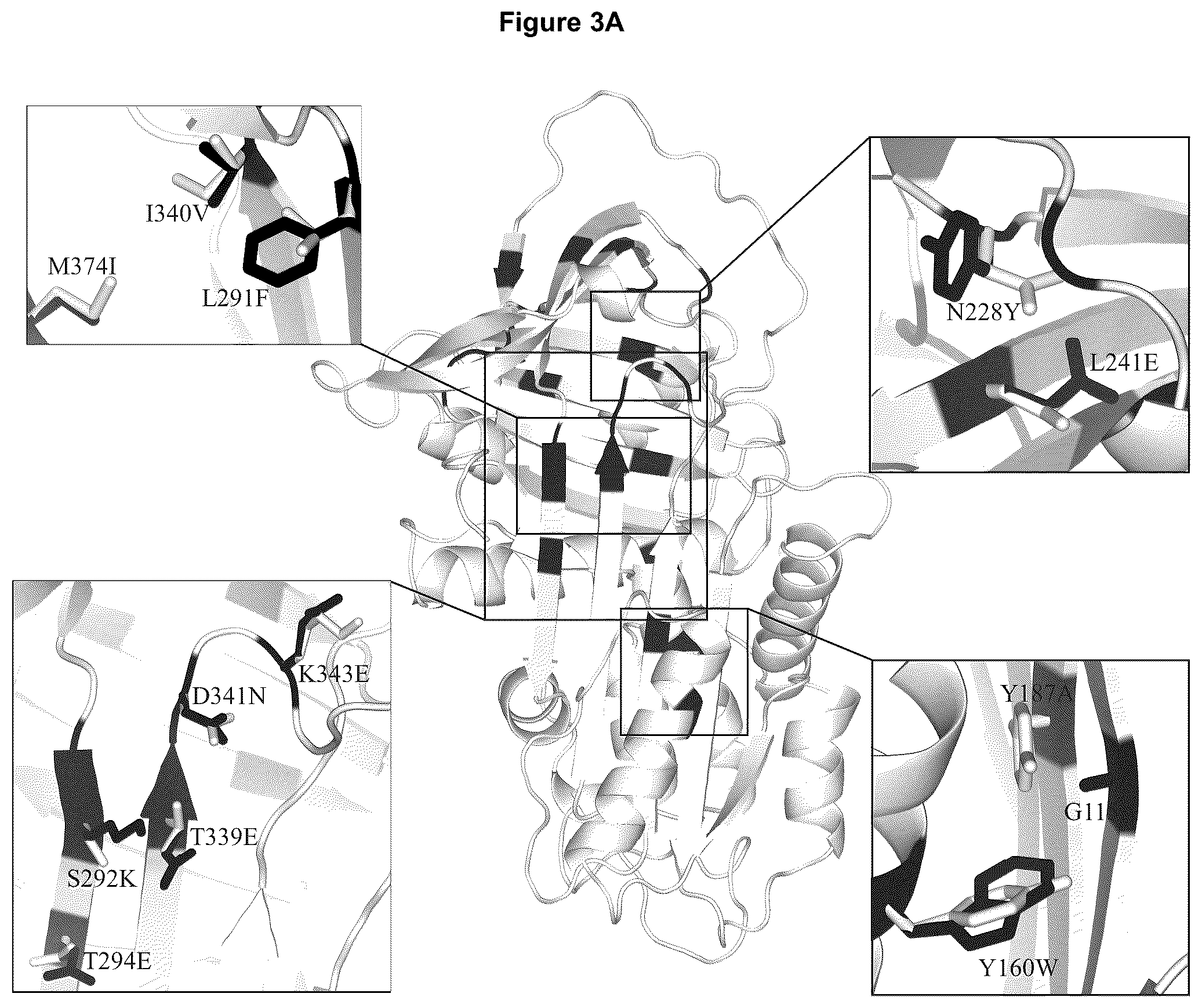 Patent US12378304 Figure 6 – Therapeutic polypeptide