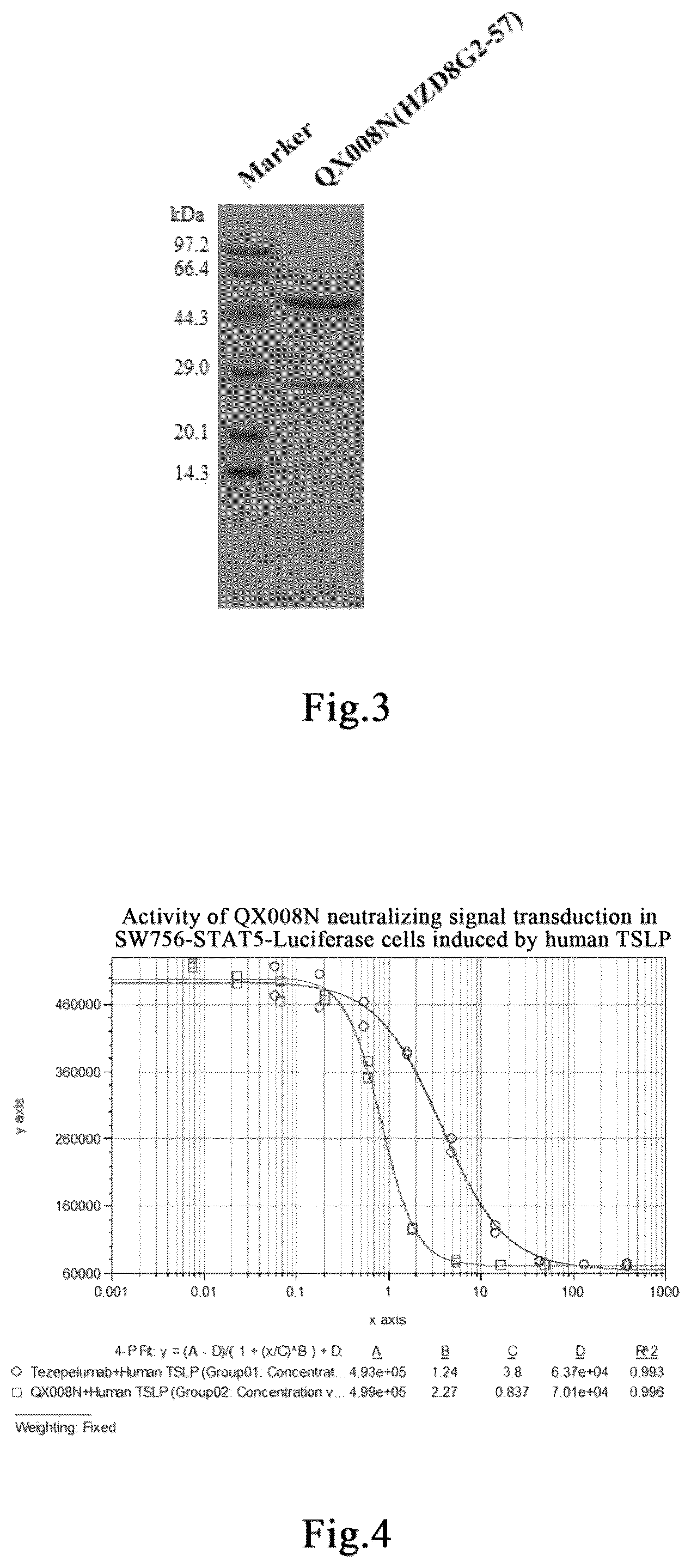Patent US12378309 Figure 2 – Anti-human thymic stromal lymphopoietin (TSLP) monoclonal antibody and use thereof to treat disease