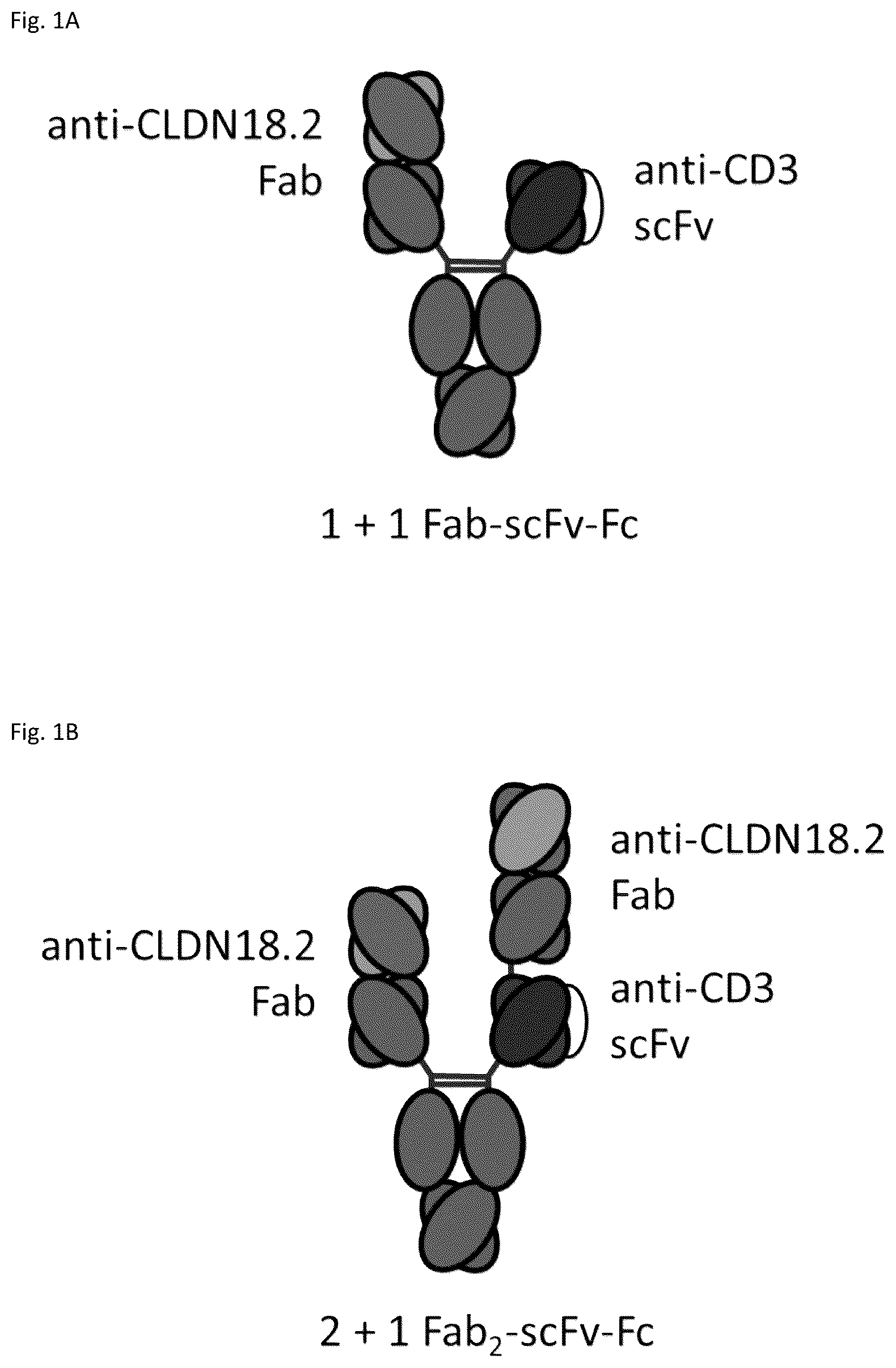 Patent US12378313 Figure 1 – Bispecific binding agents binding to CLDN18.2 and CD3