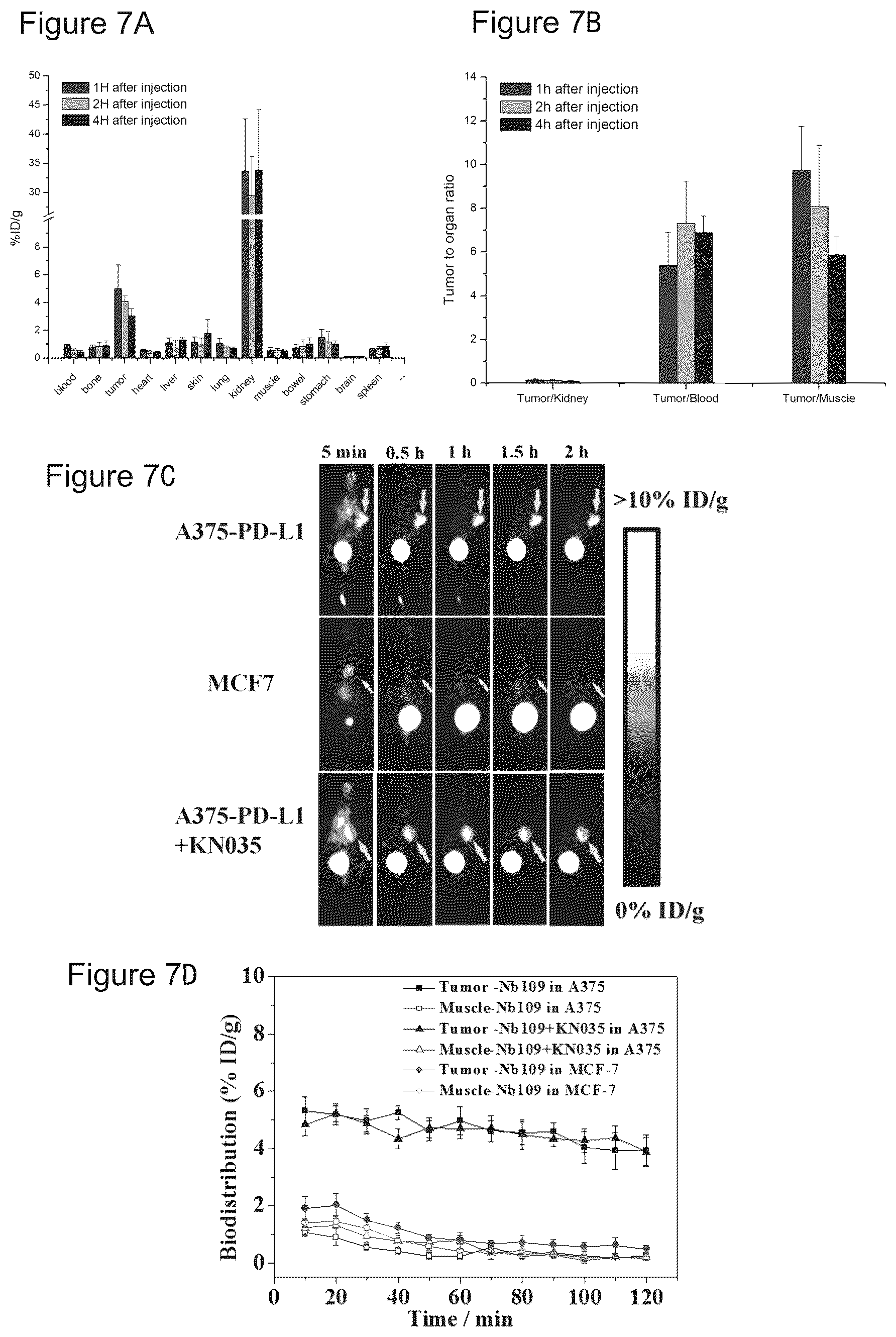 Patent US12378317 Figure 10 – PD-L 1-binding polypeptide and use thereof
