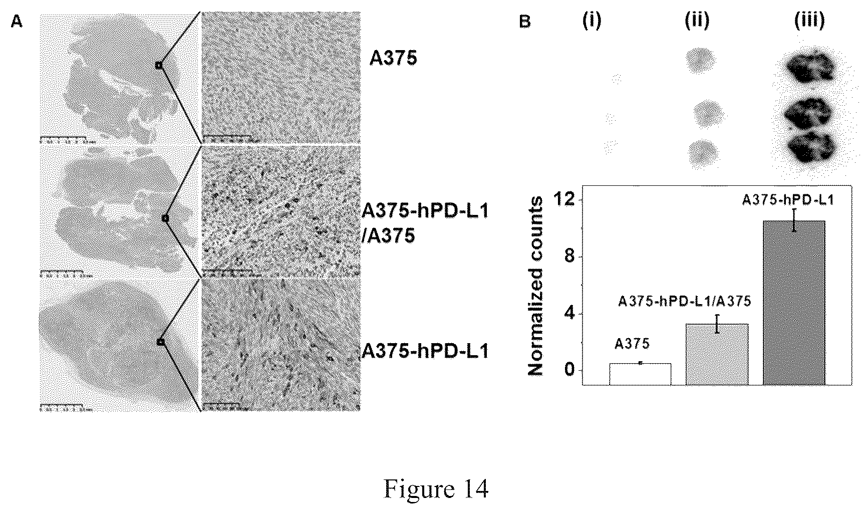 Patent US12378317 Figure 14 – PD-L 1-binding polypeptide and use thereof
