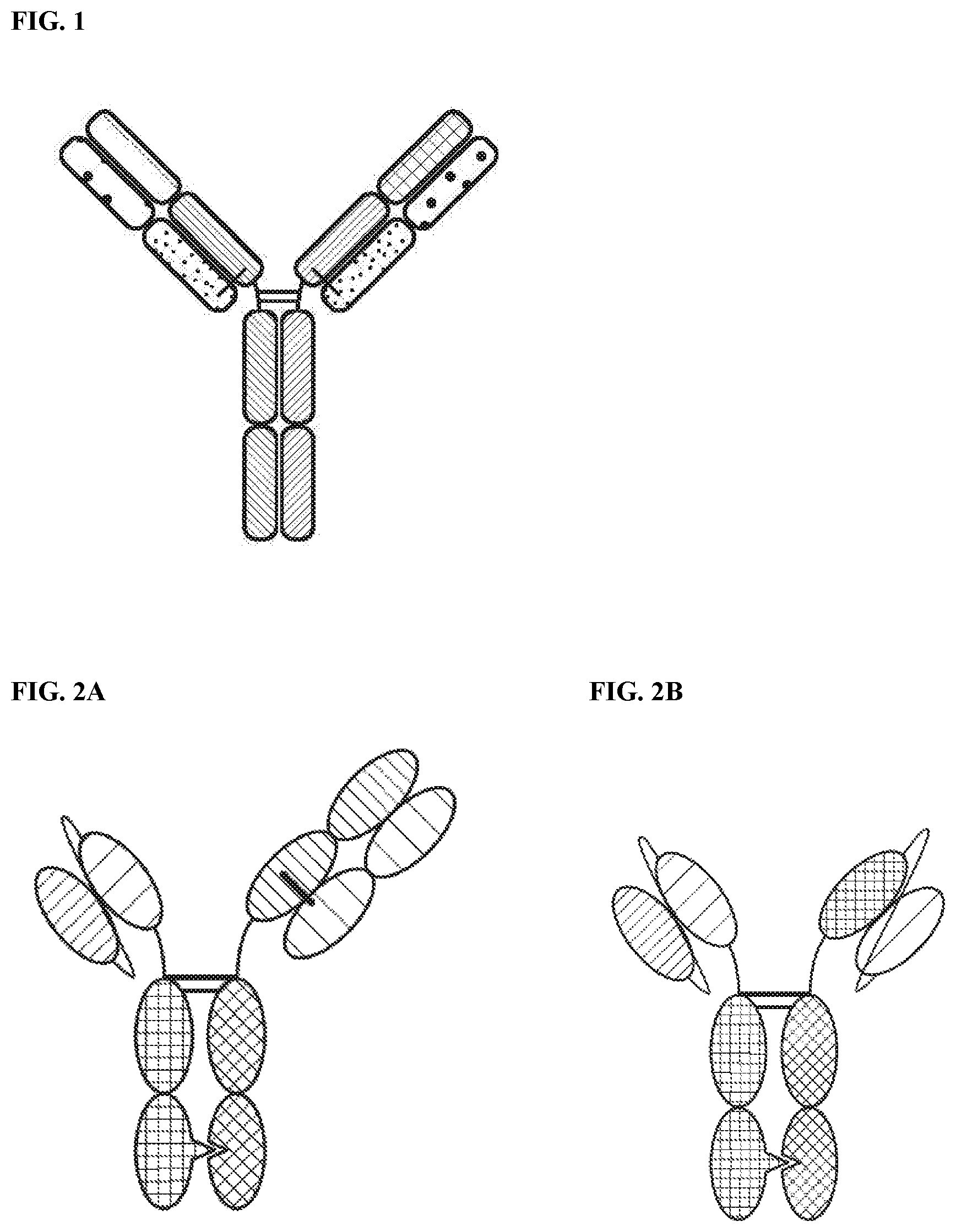 Patent US12378318 Figure 1 – Proteins binding NKG2D, CD16 and a tumor-associated antigen
