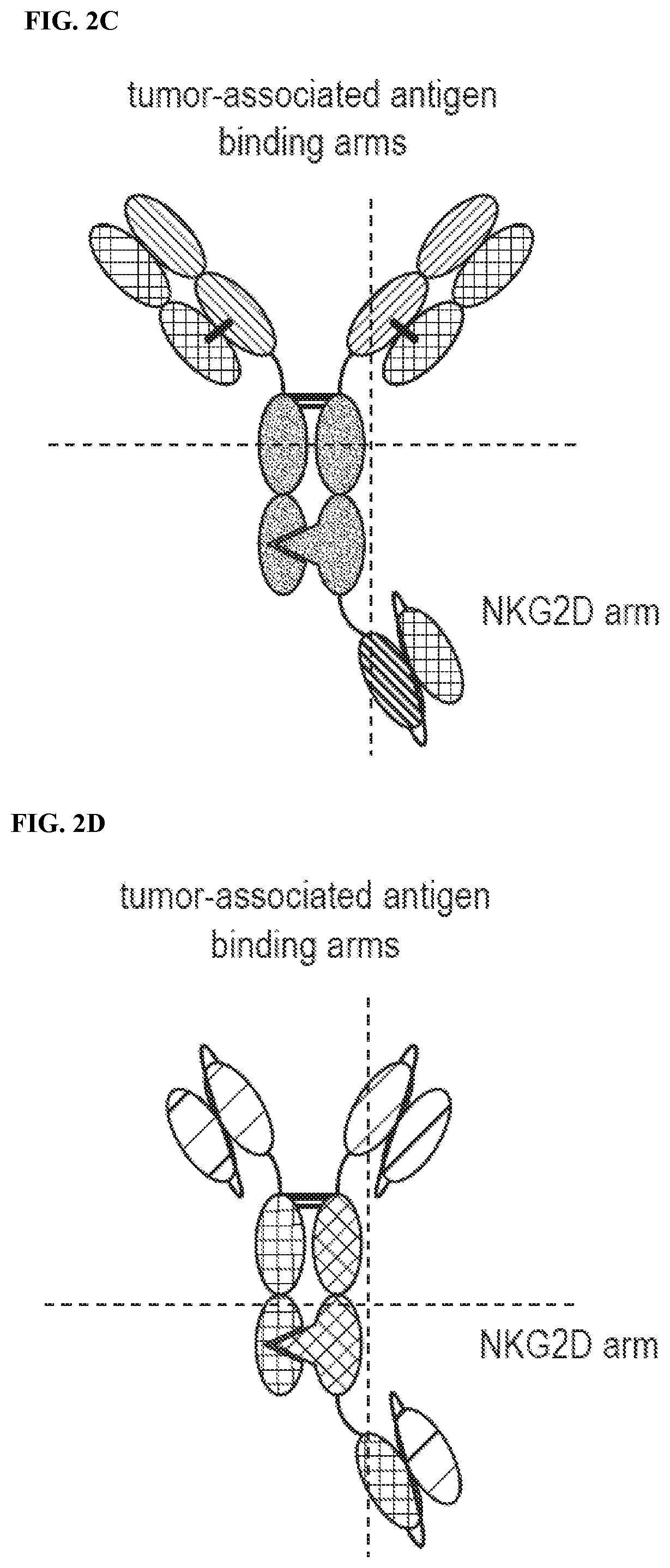 Patent US12378318 Figure 2 – Proteins binding NKG2D, CD16 and a tumor-associated antigen
